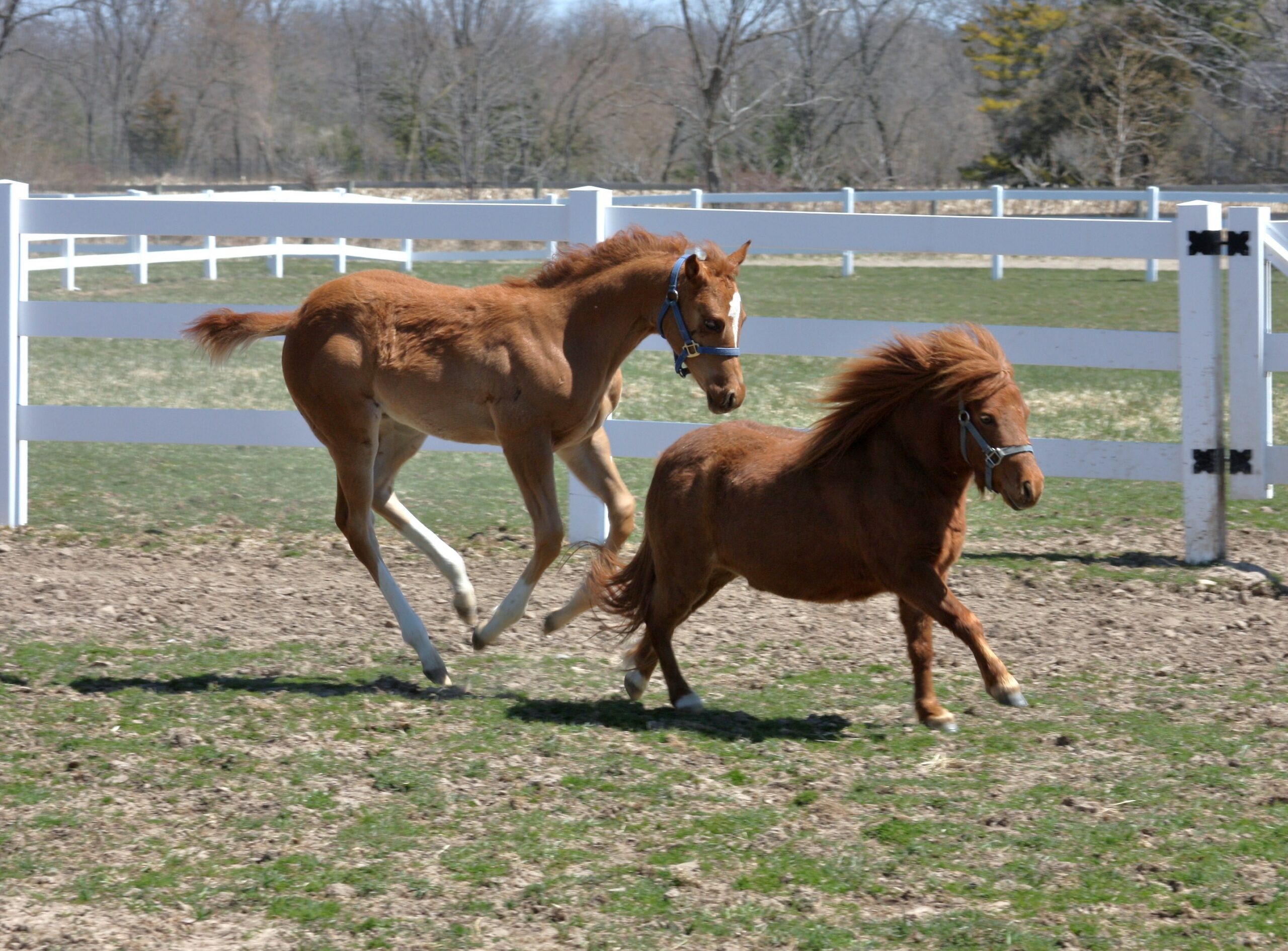 Miniature Horse