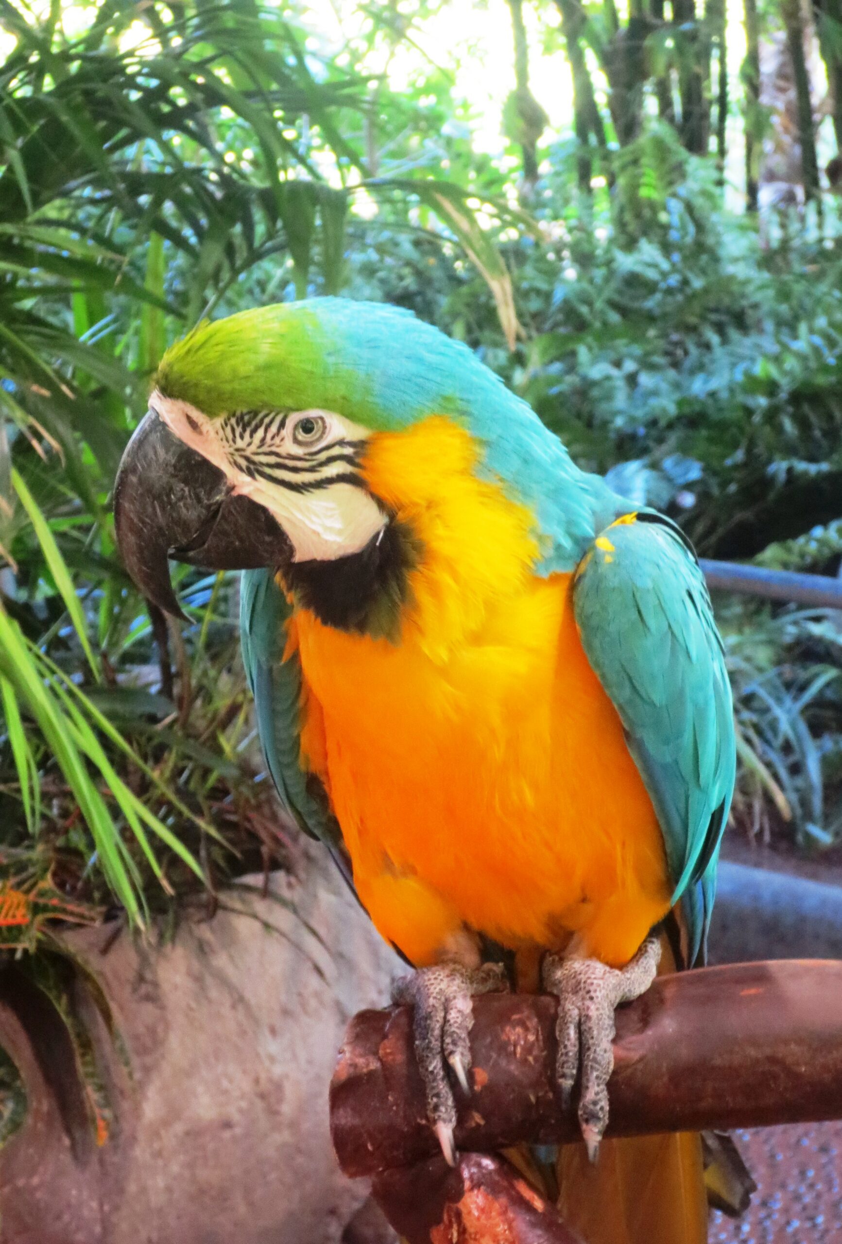 Blue-and-Yellow Macaw