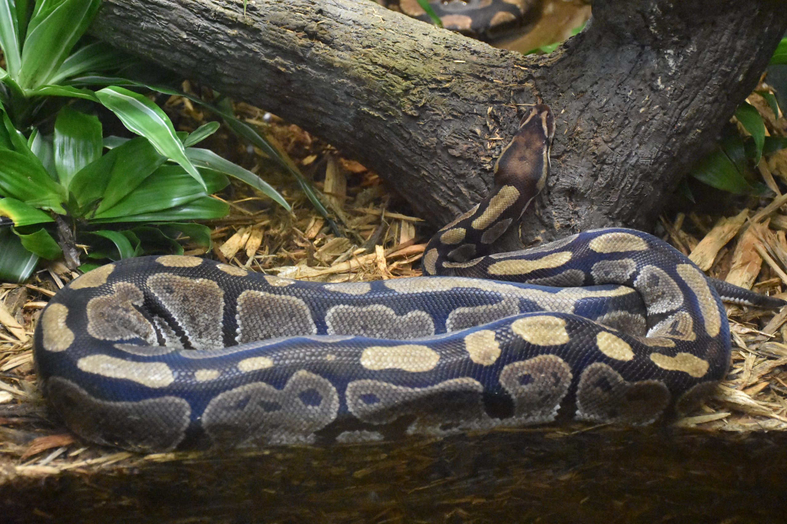 Ball Python