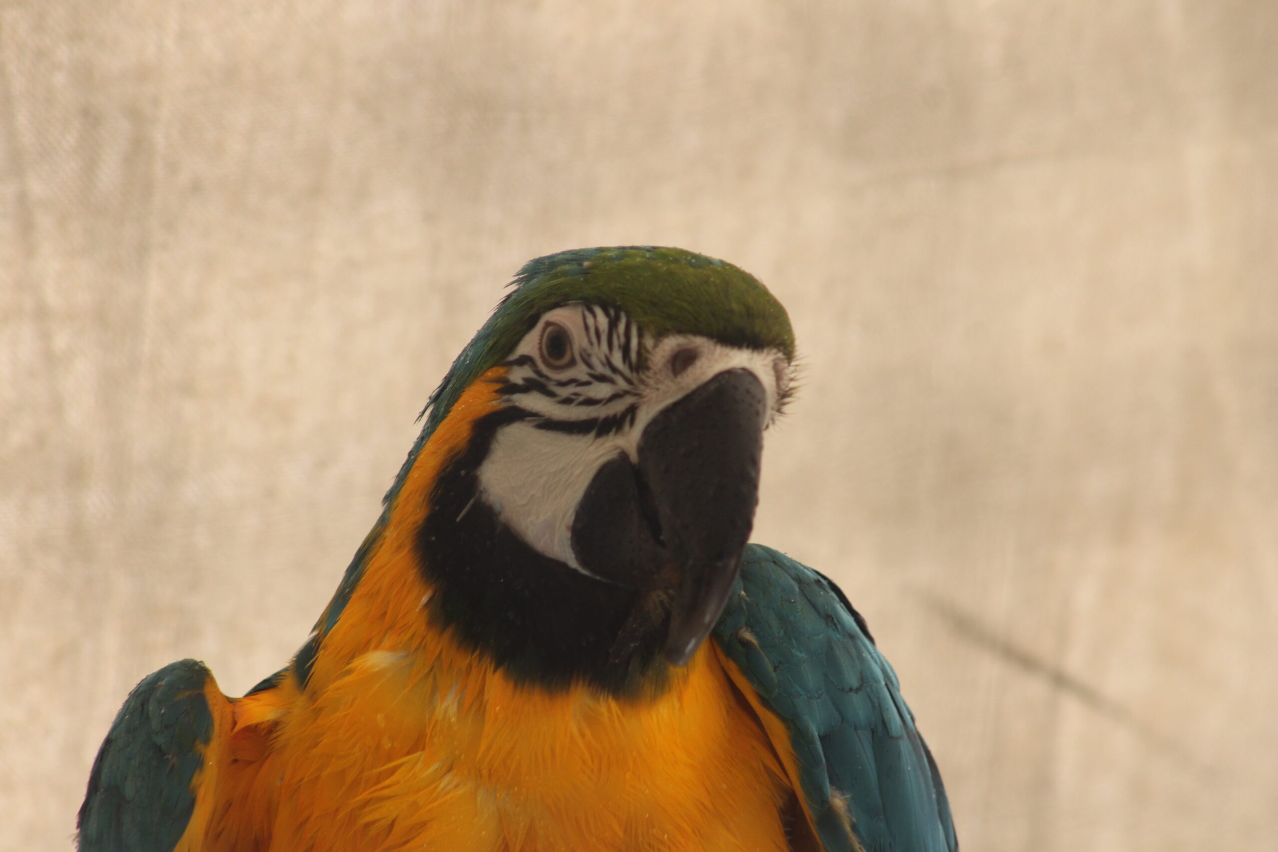 Blue-and-Yellow Macaw