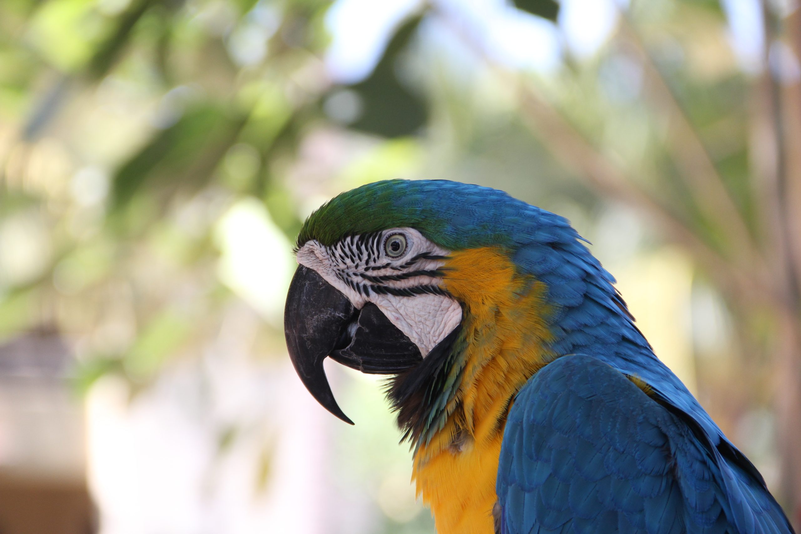 Blue-and-Yellow Macaw