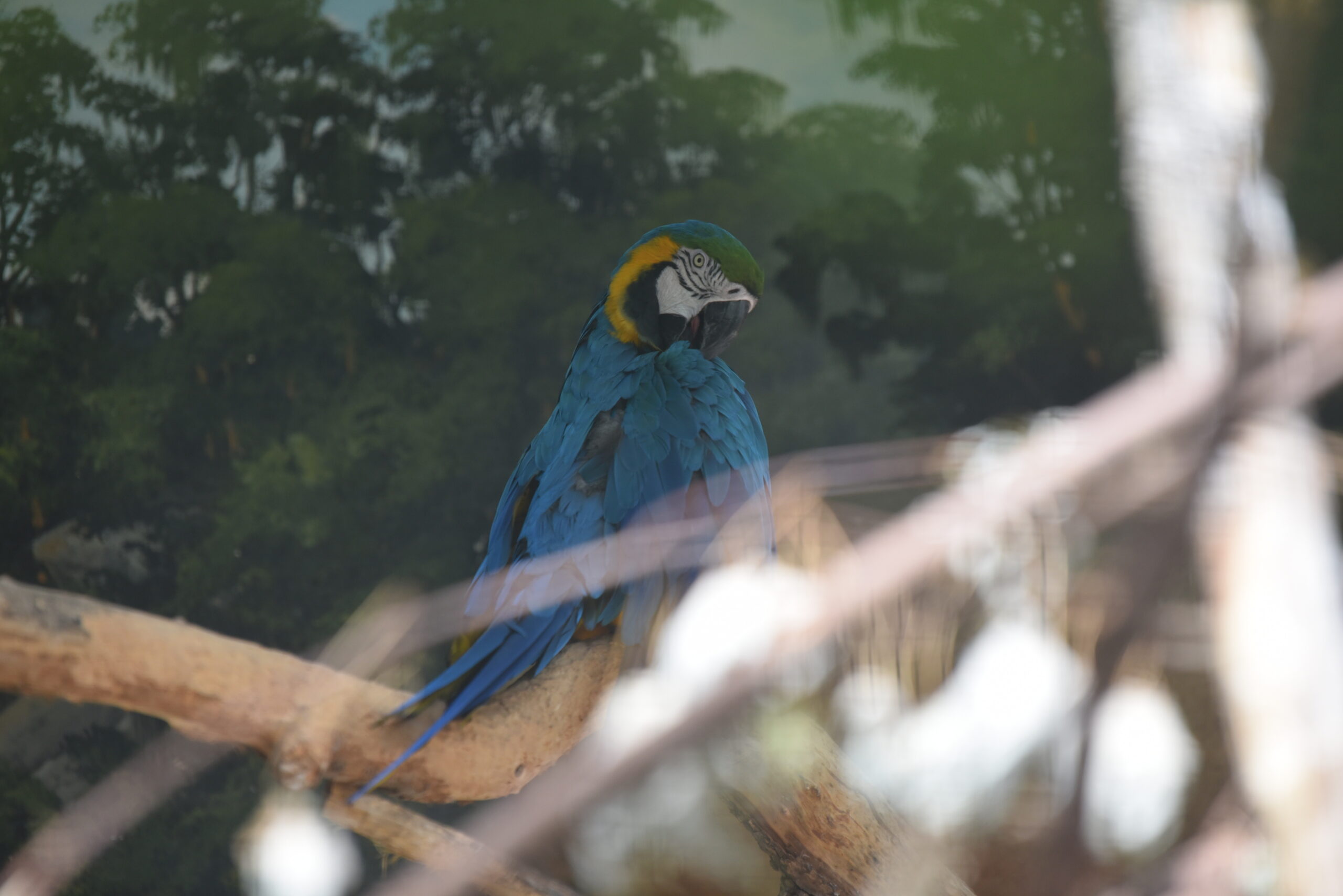 Blue-and-Yellow Macaw