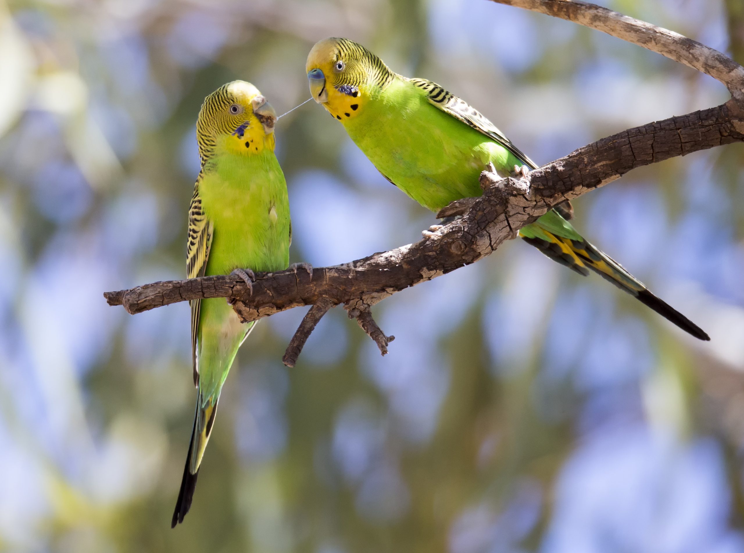 Budgerigar (Parakeet)