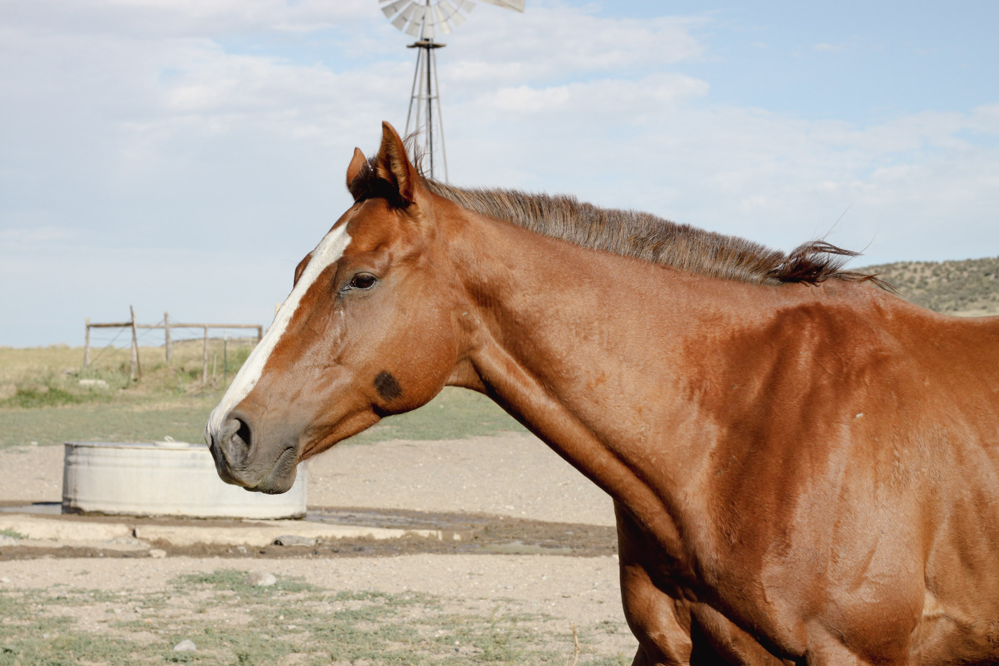 Thoroughbred