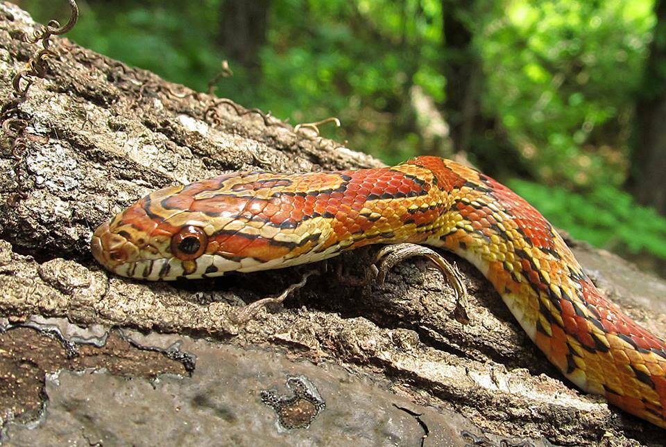 Corn Snake