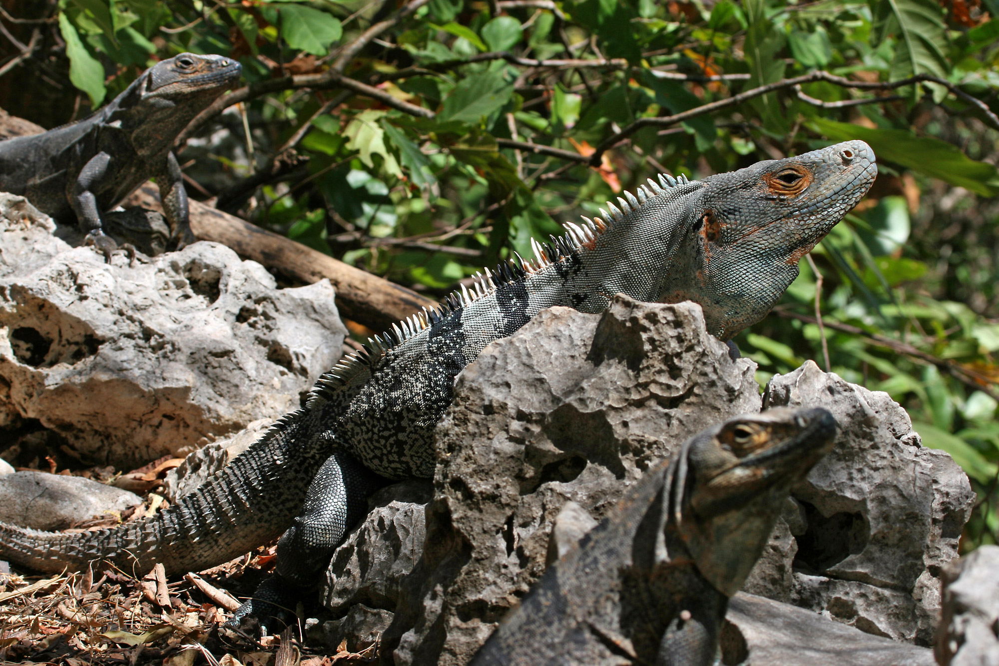Black Spiny-Tailed Iguana