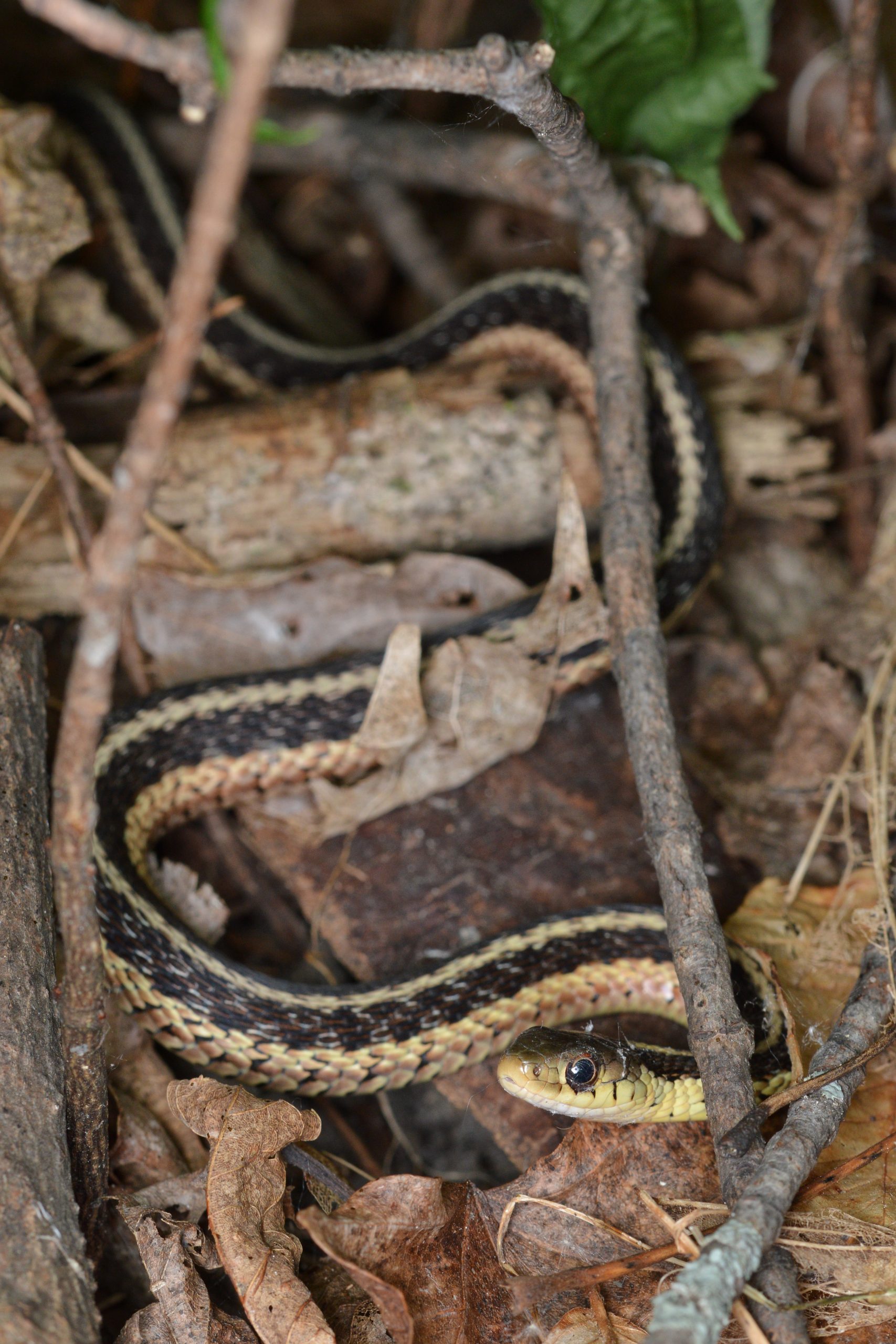 Garter Snake