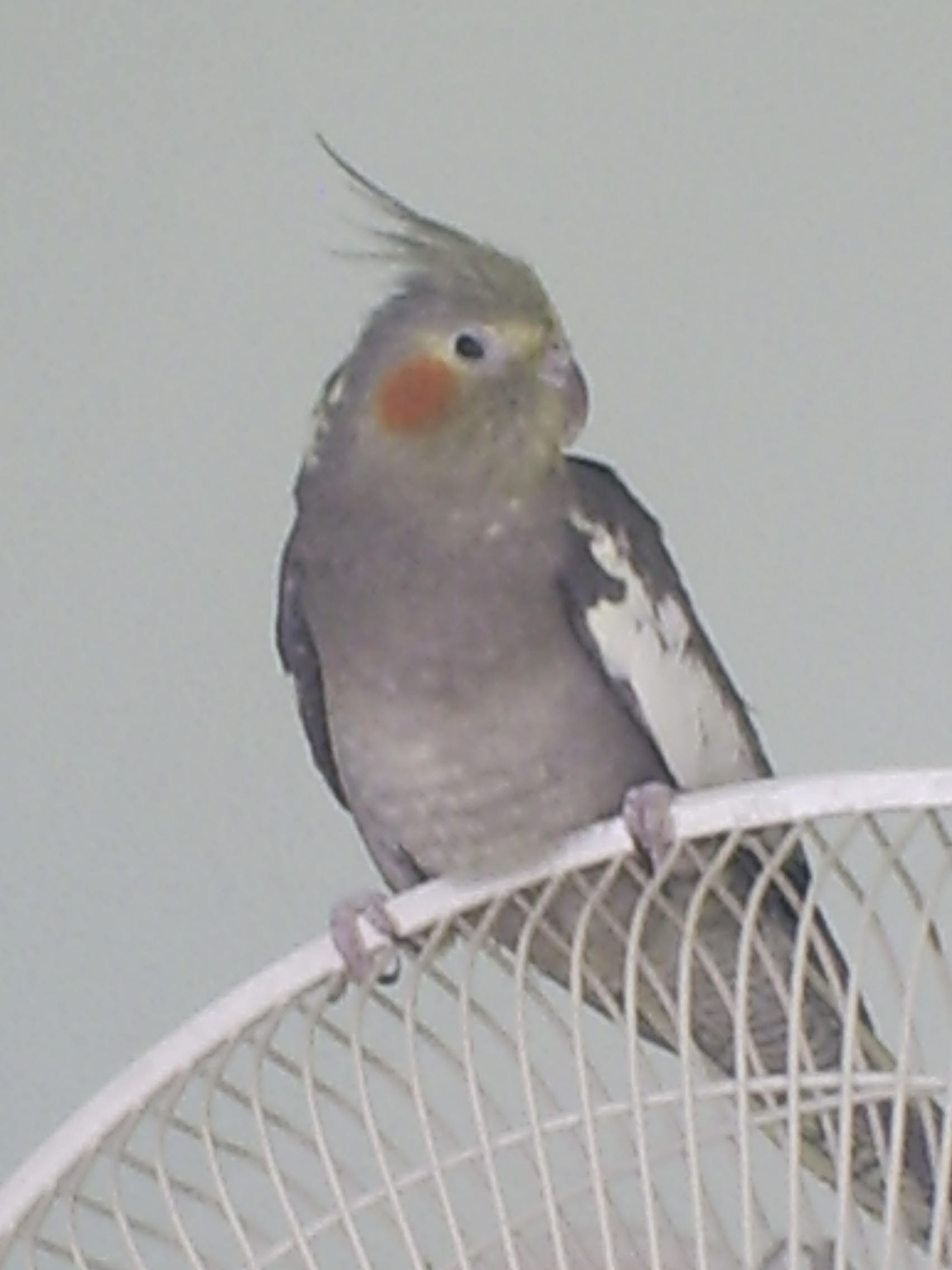 Cockatiel