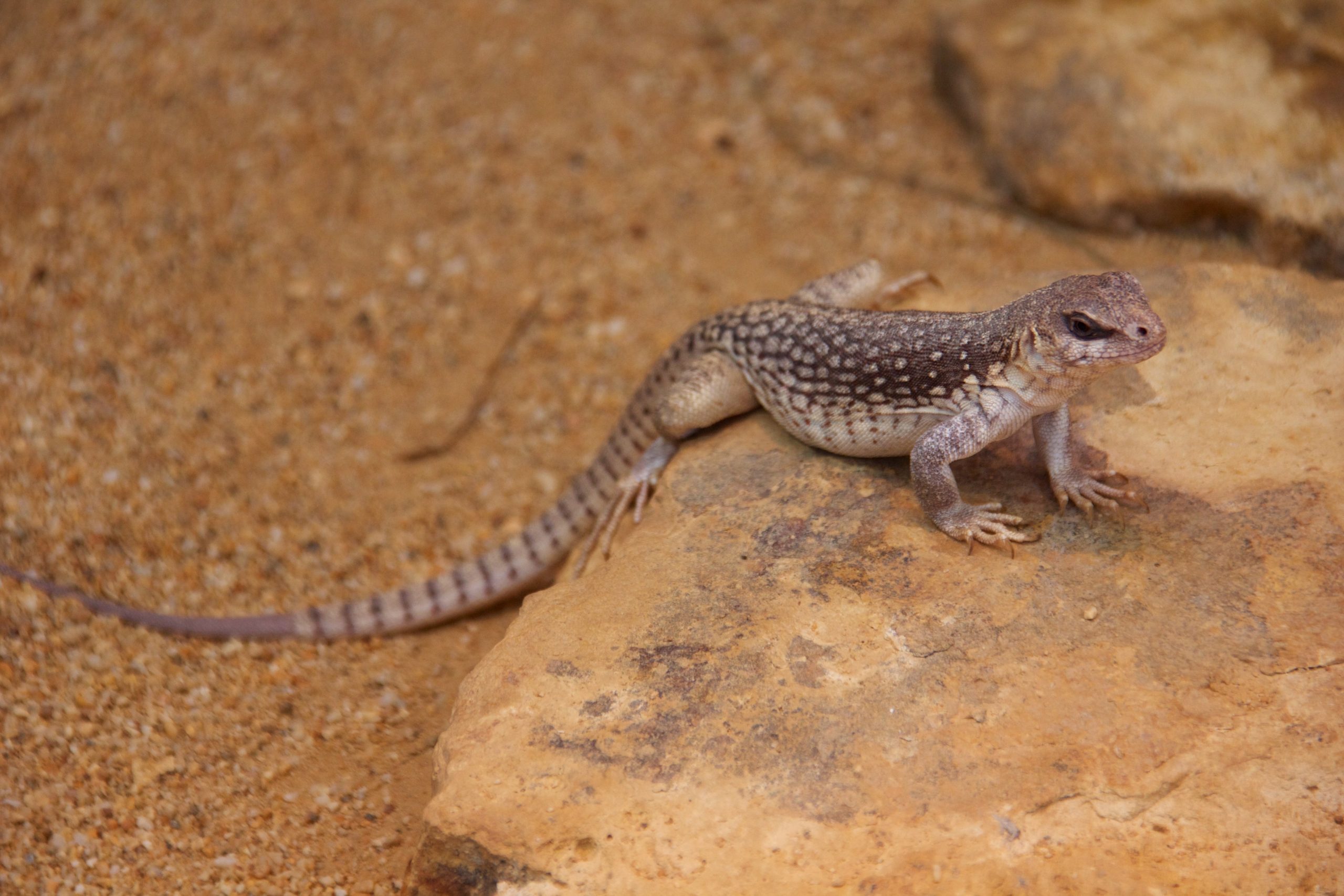 Desert Iguana