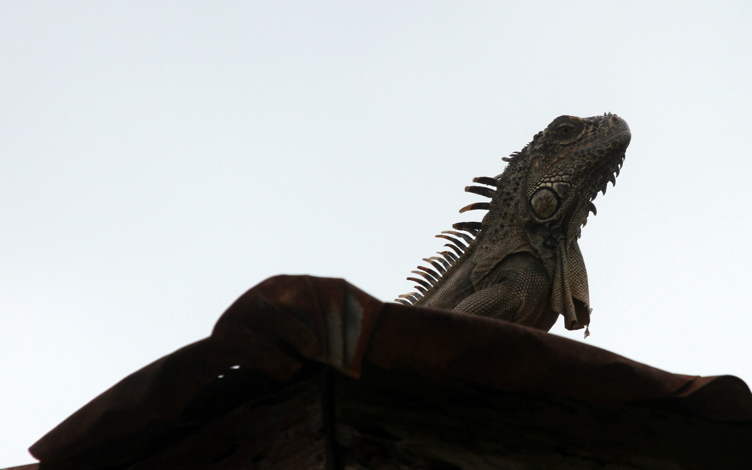 Green Iguana