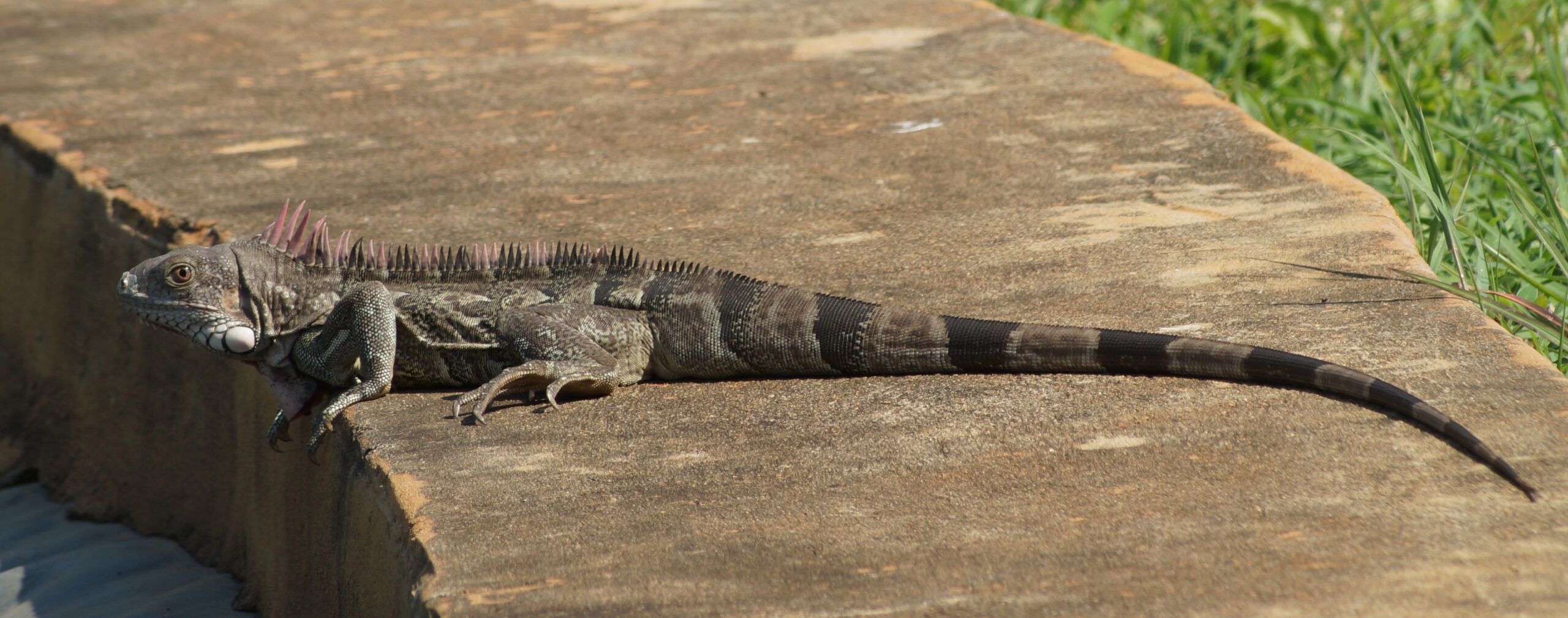 Green Iguana