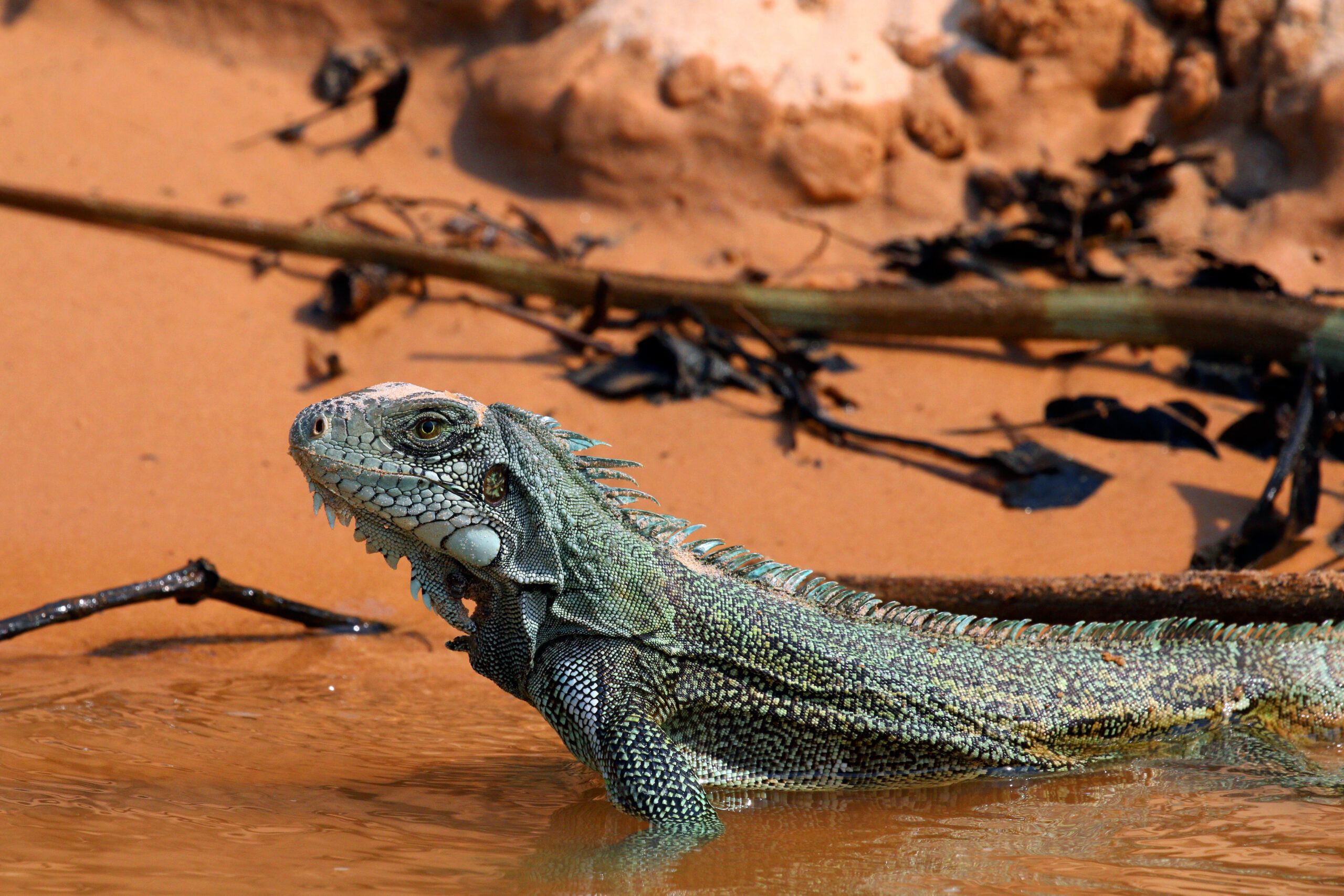 Green Iguana