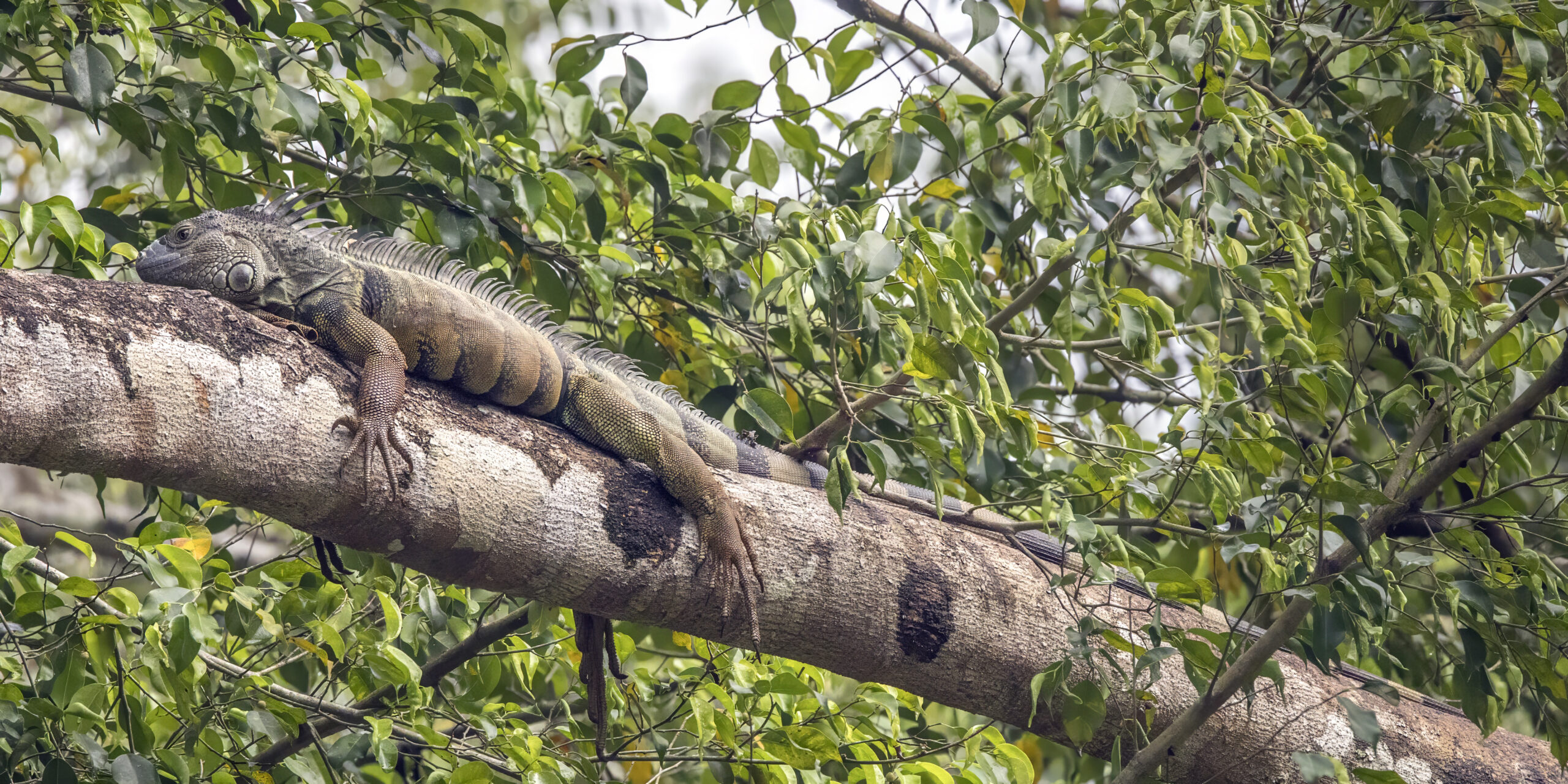Green Iguana