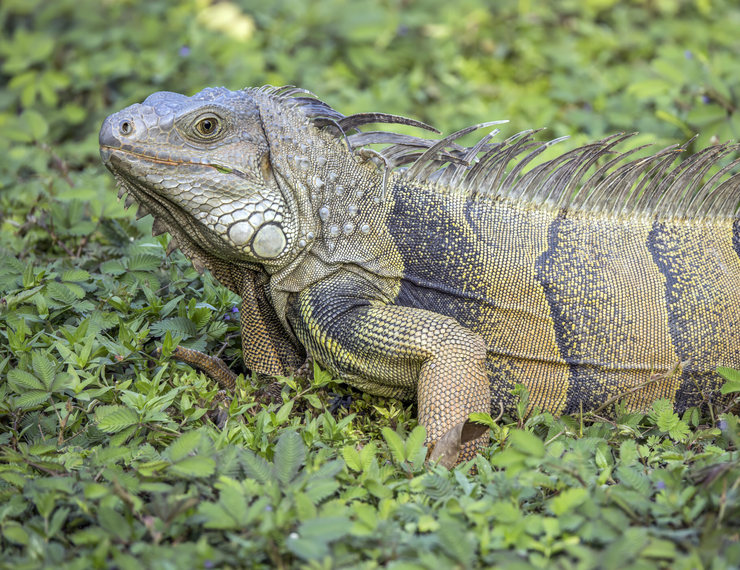 Green Iguana