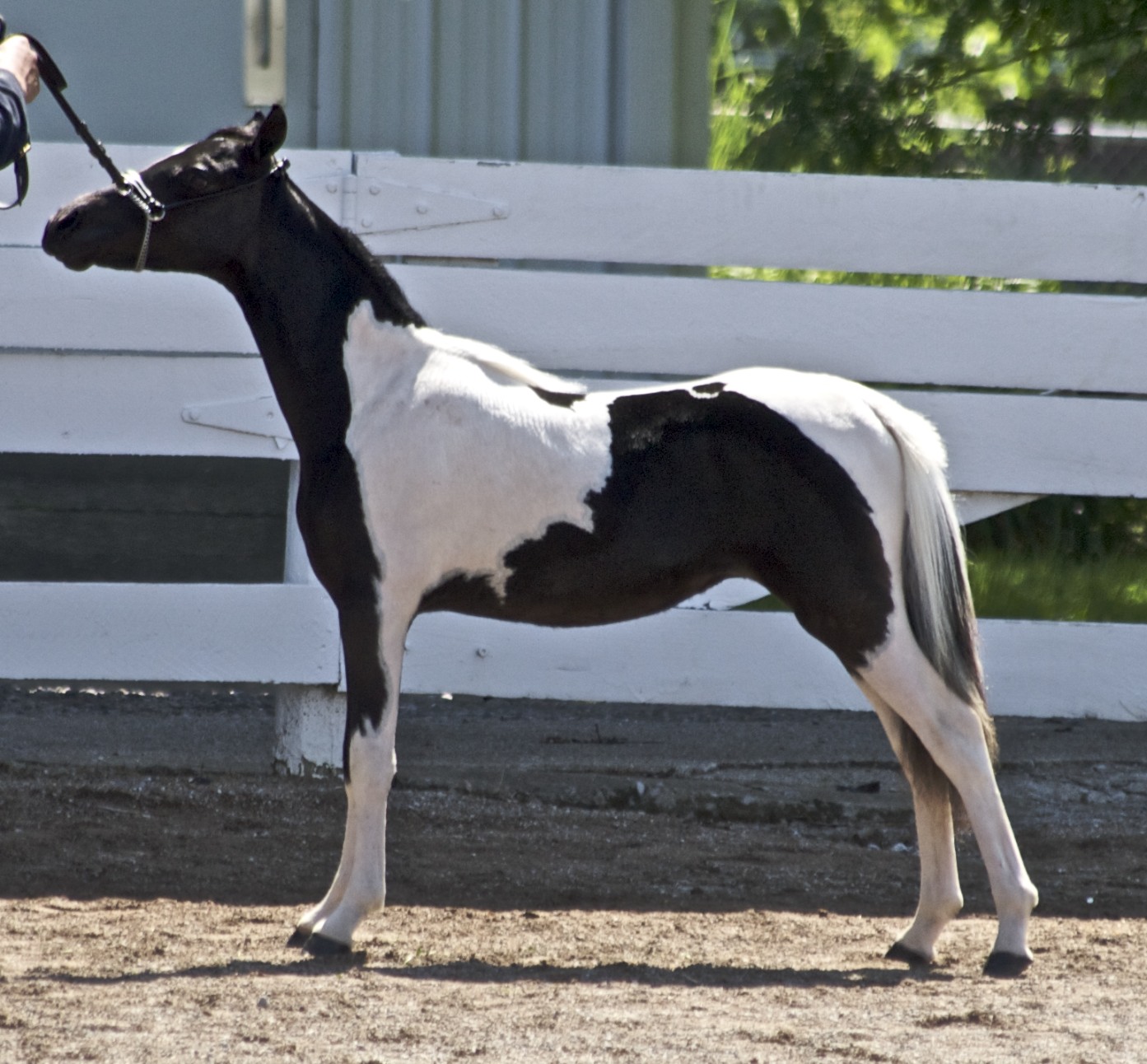 Miniature Horse