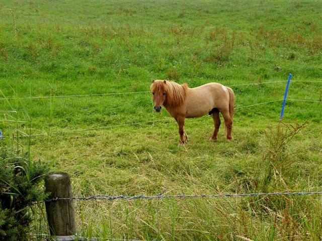 Miniature Horse
