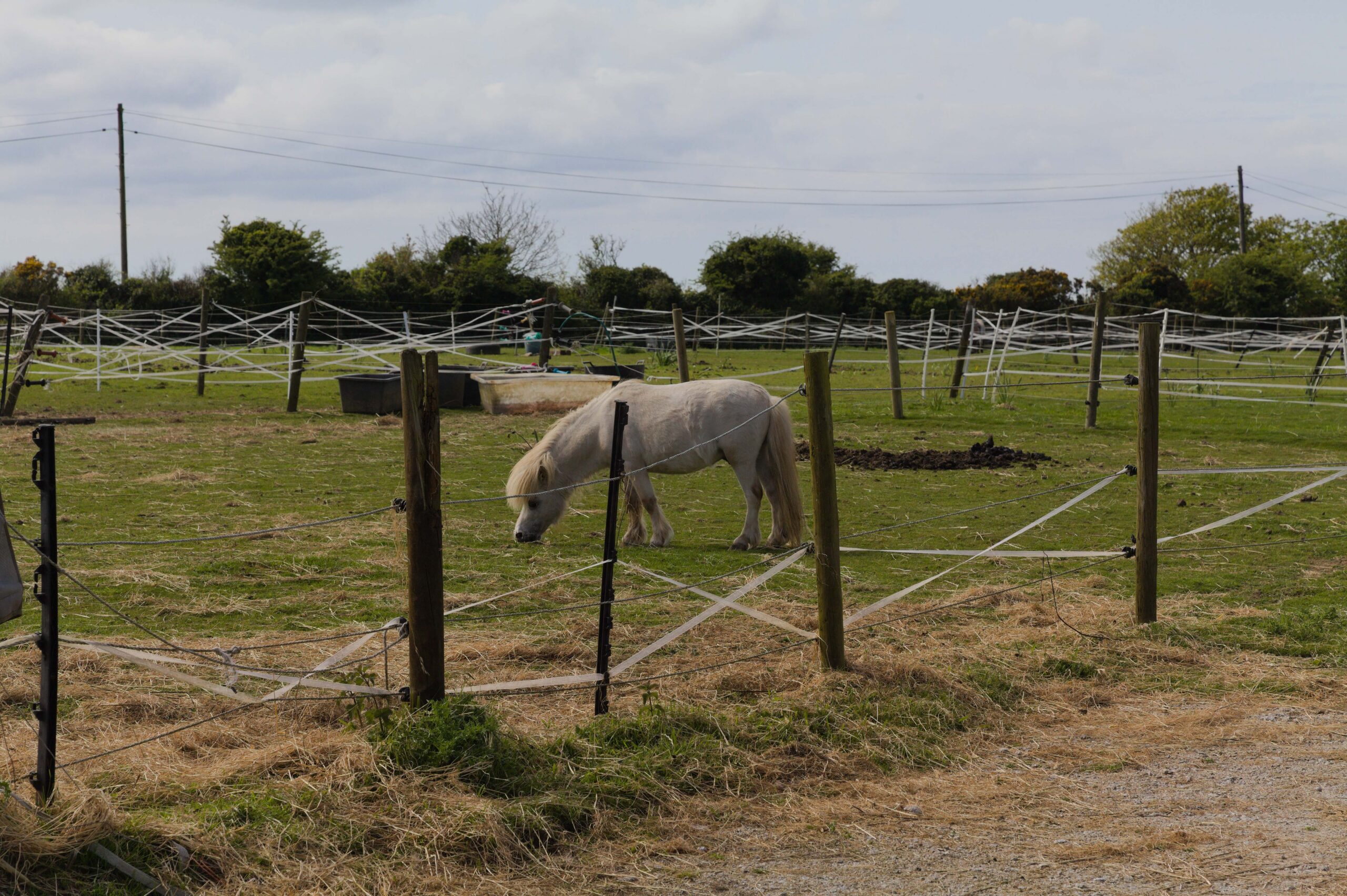 Miniature Horse