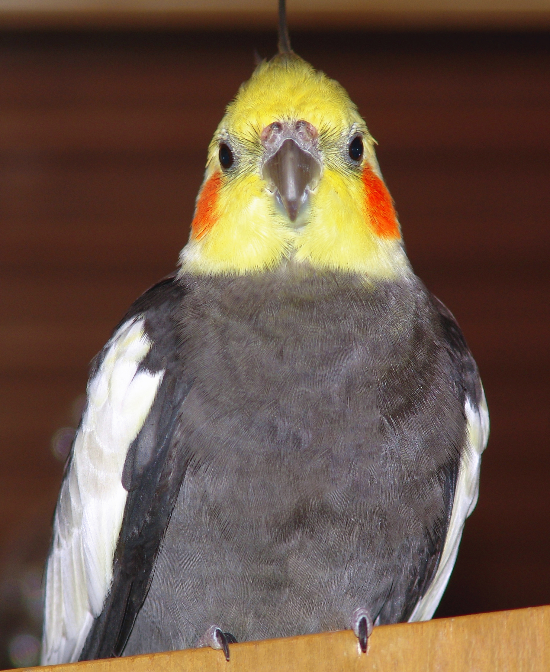 Cockatiel