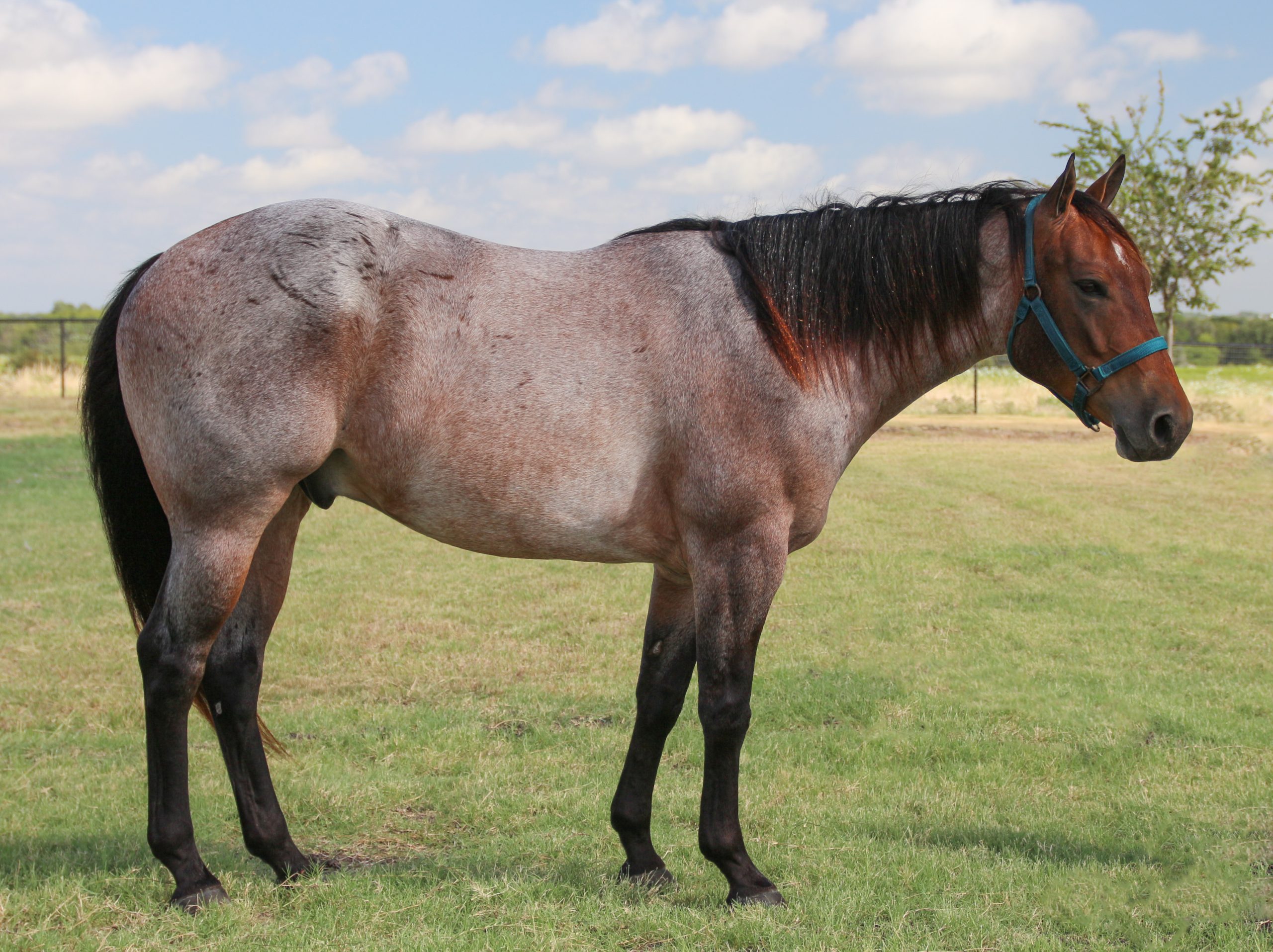 American Quarter Horse