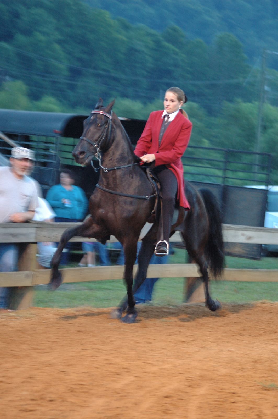 Tennessee Walking Horse