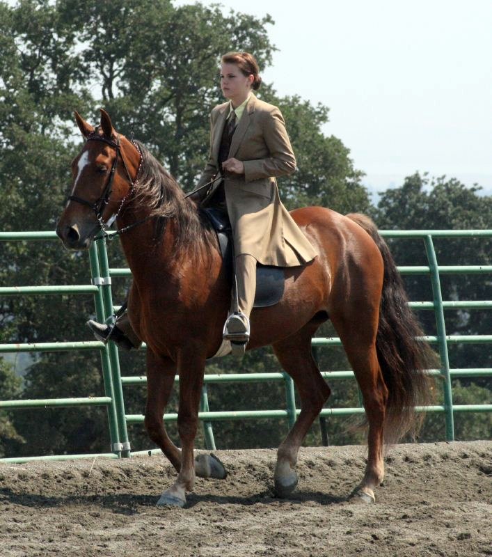Tennessee Walking Horse