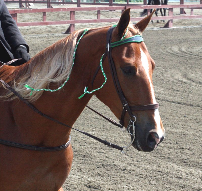 Tennessee Walking Horse
