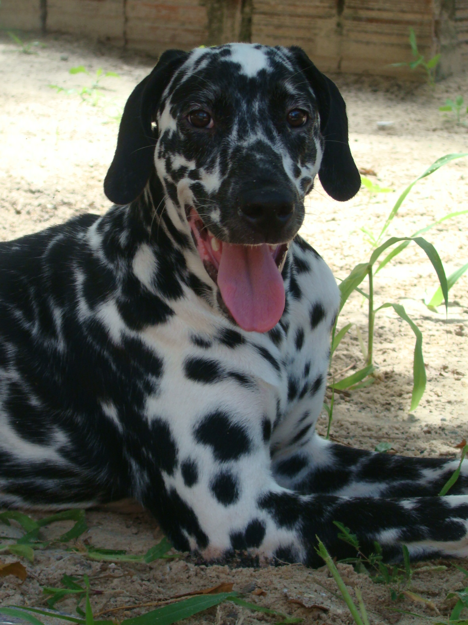 Dalmatian
