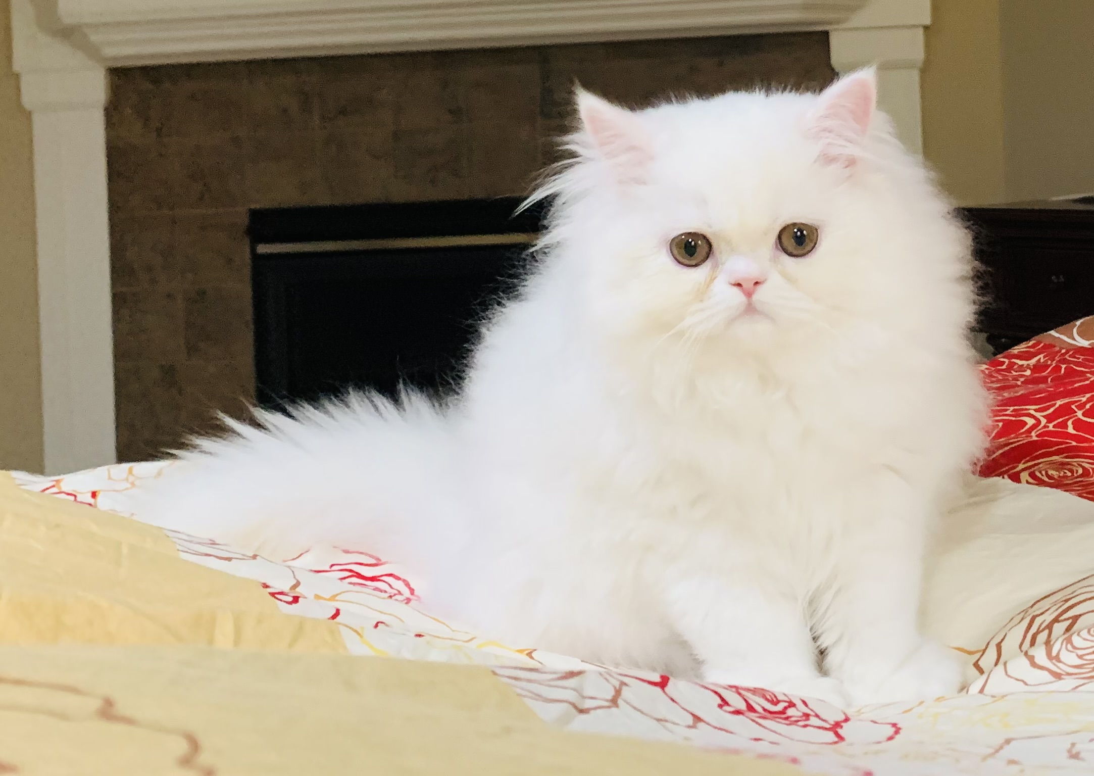 Persian