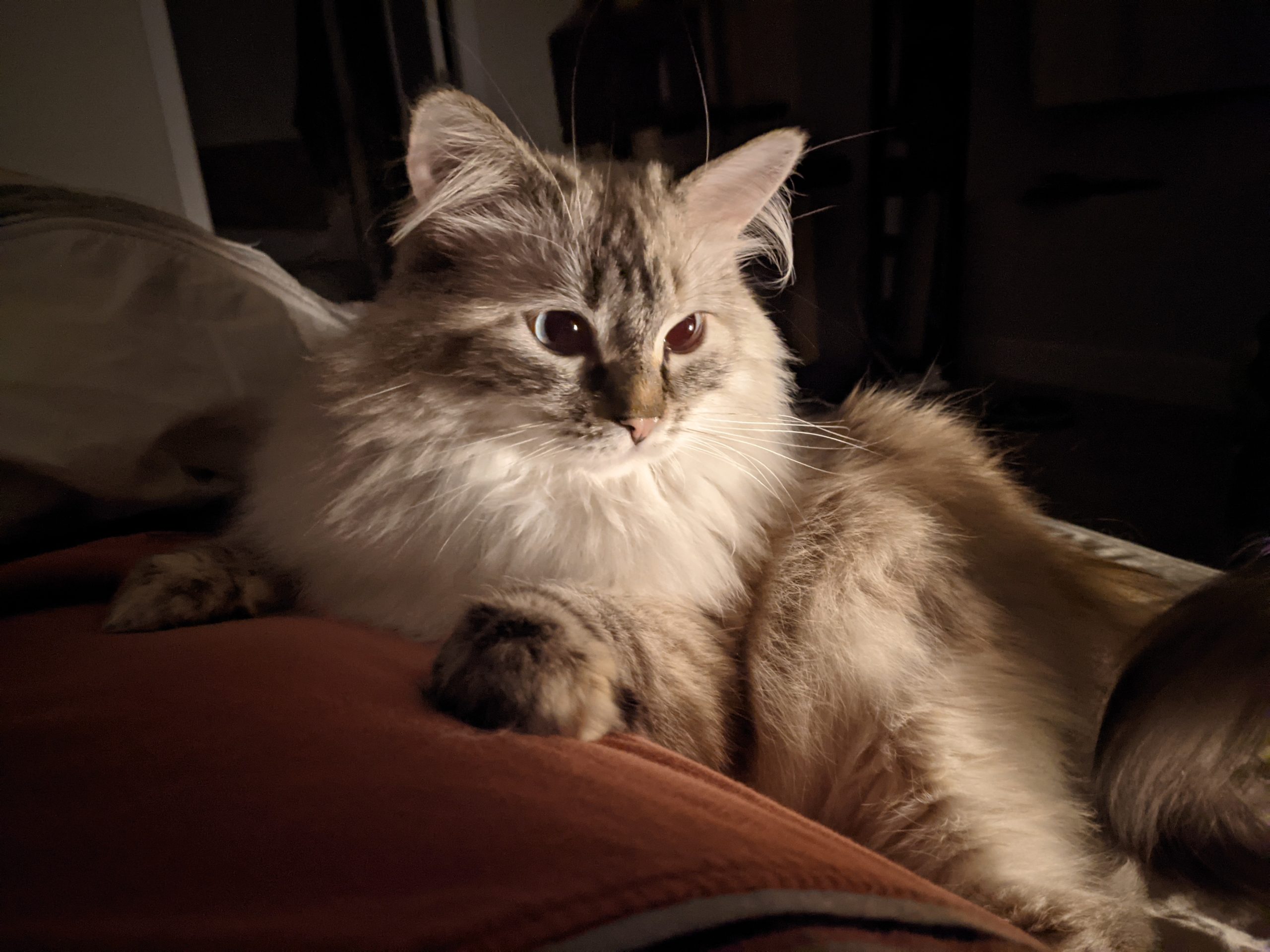 Ragdoll
