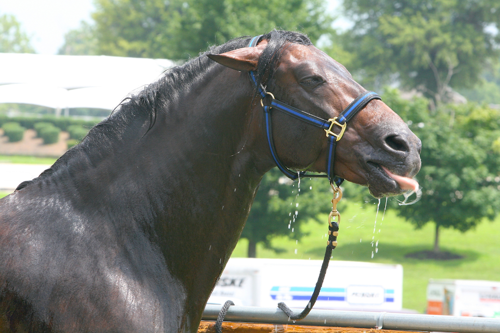 Andalusian
