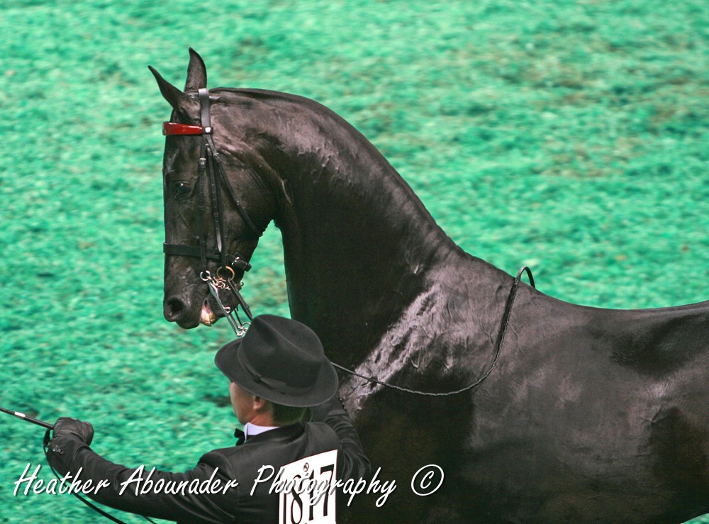 American Saddlebred