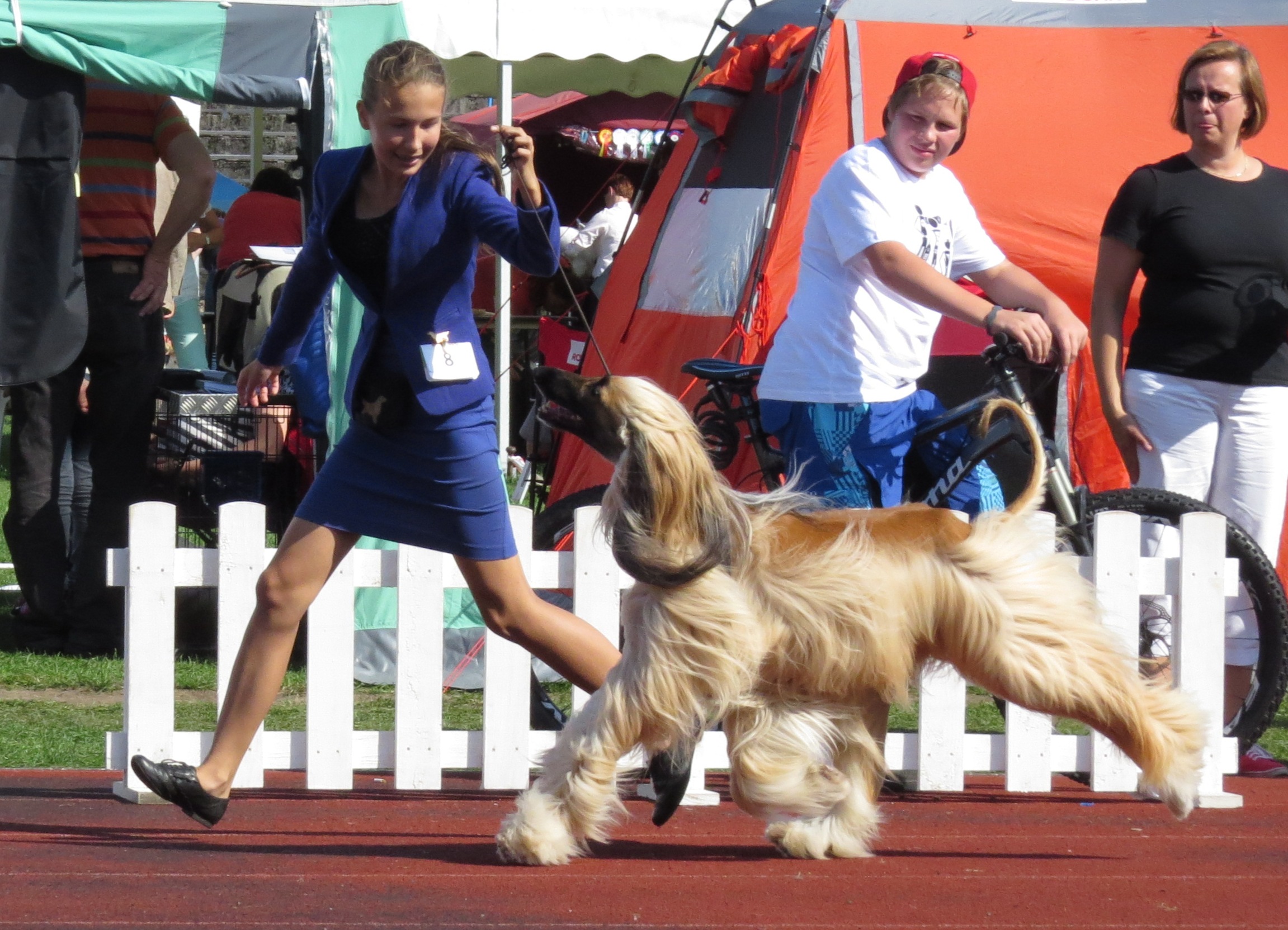 Afghan Hound