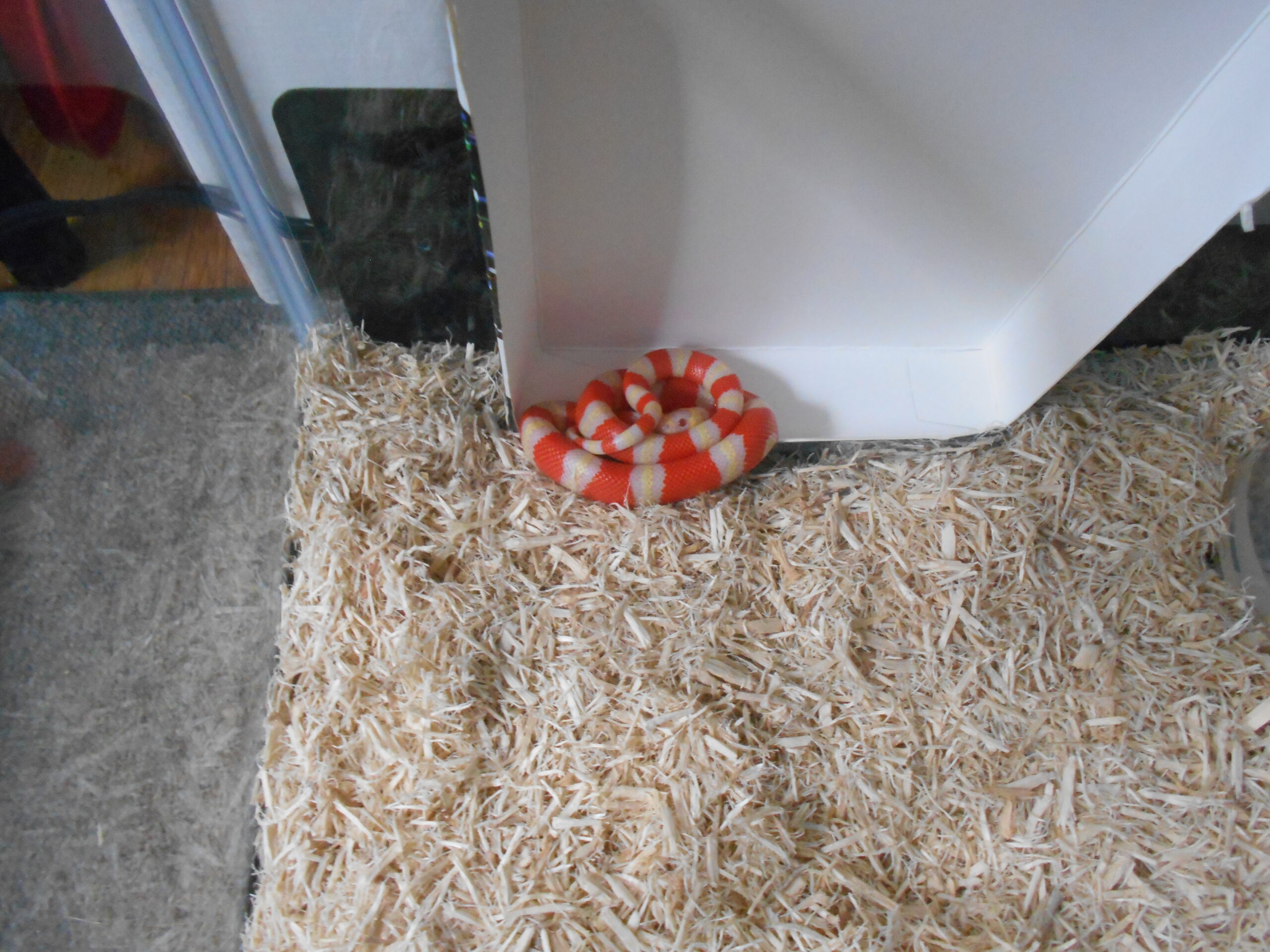 Honduran Milk Snake