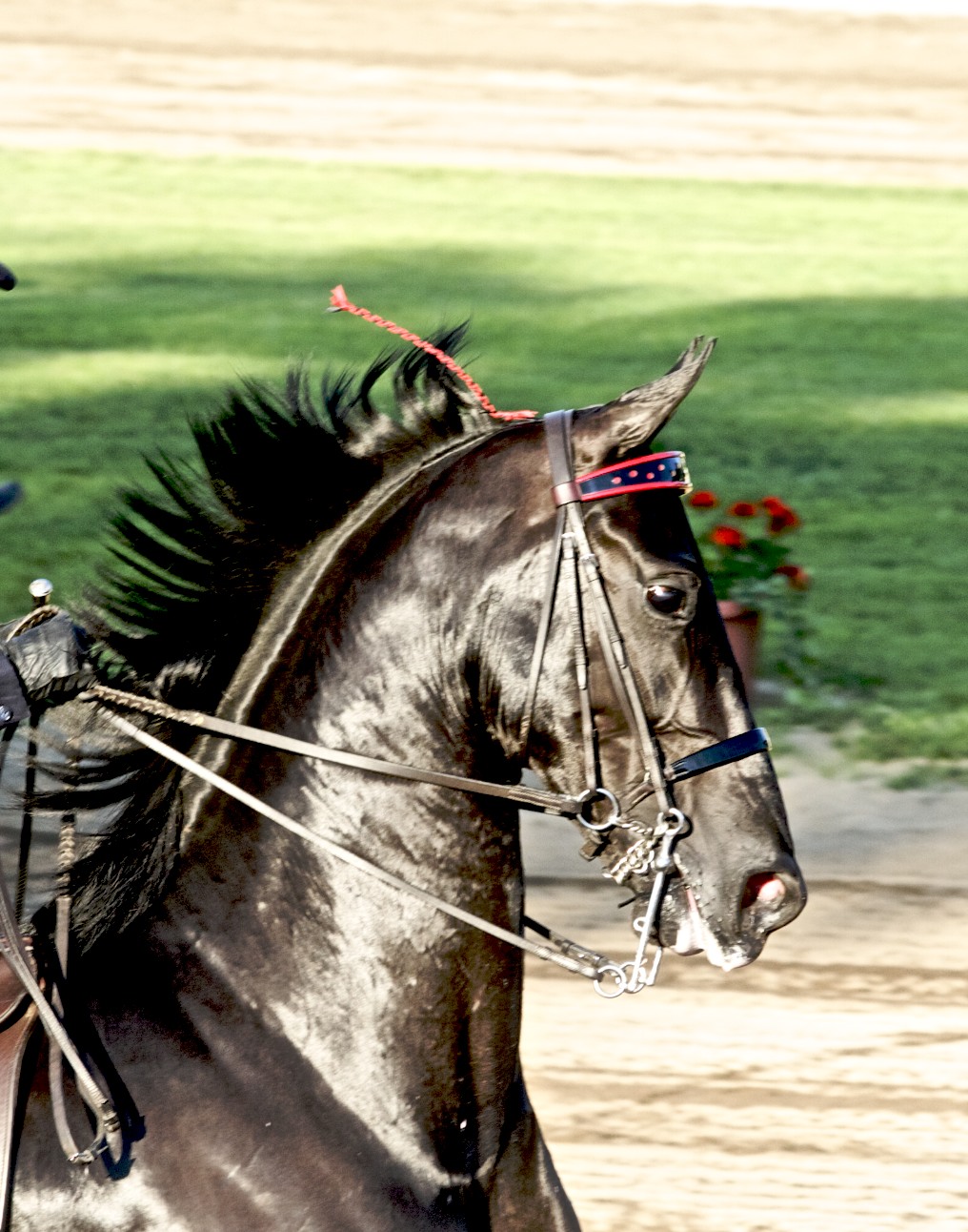 American Saddlebred