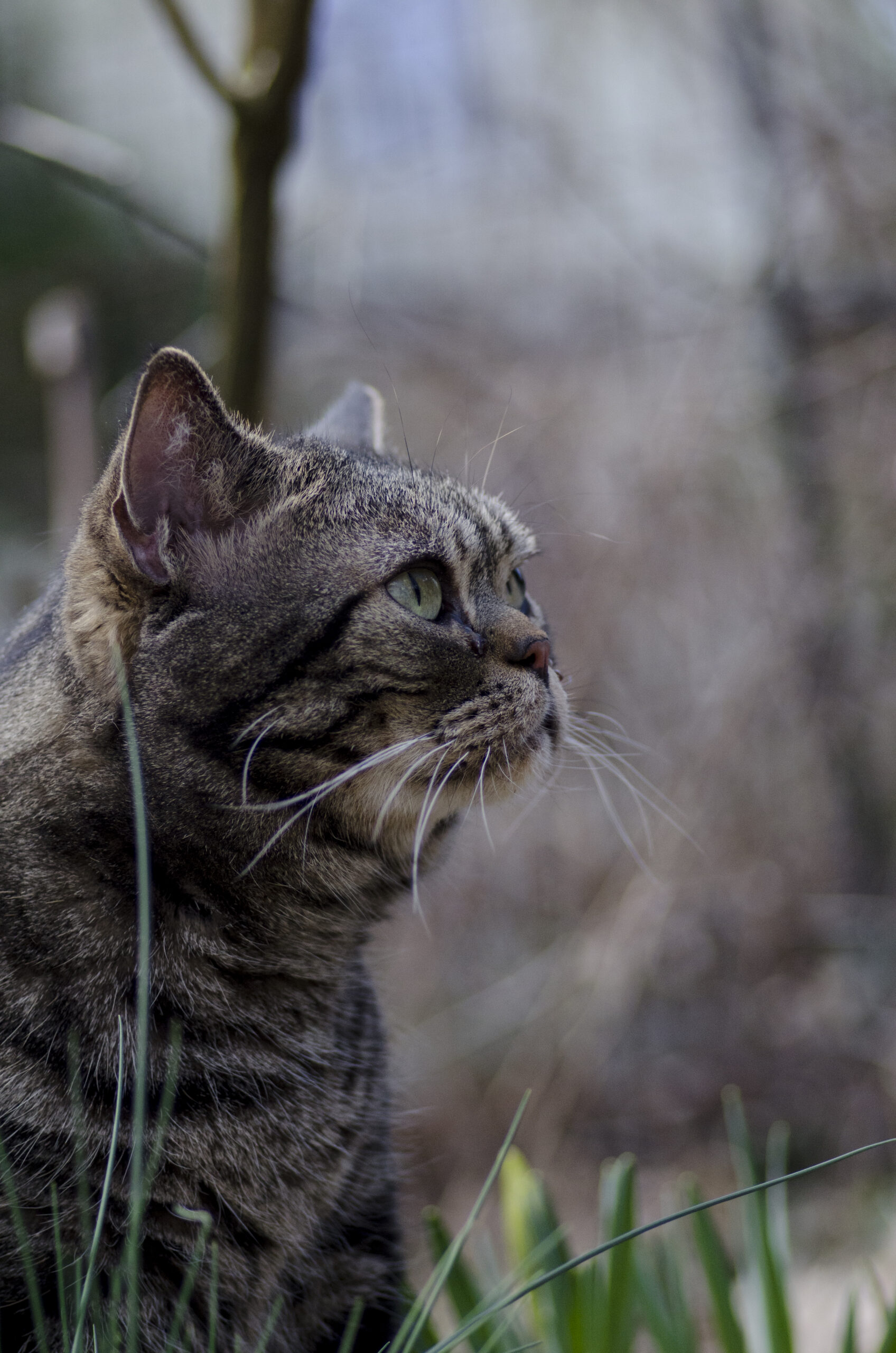 American Shorthair