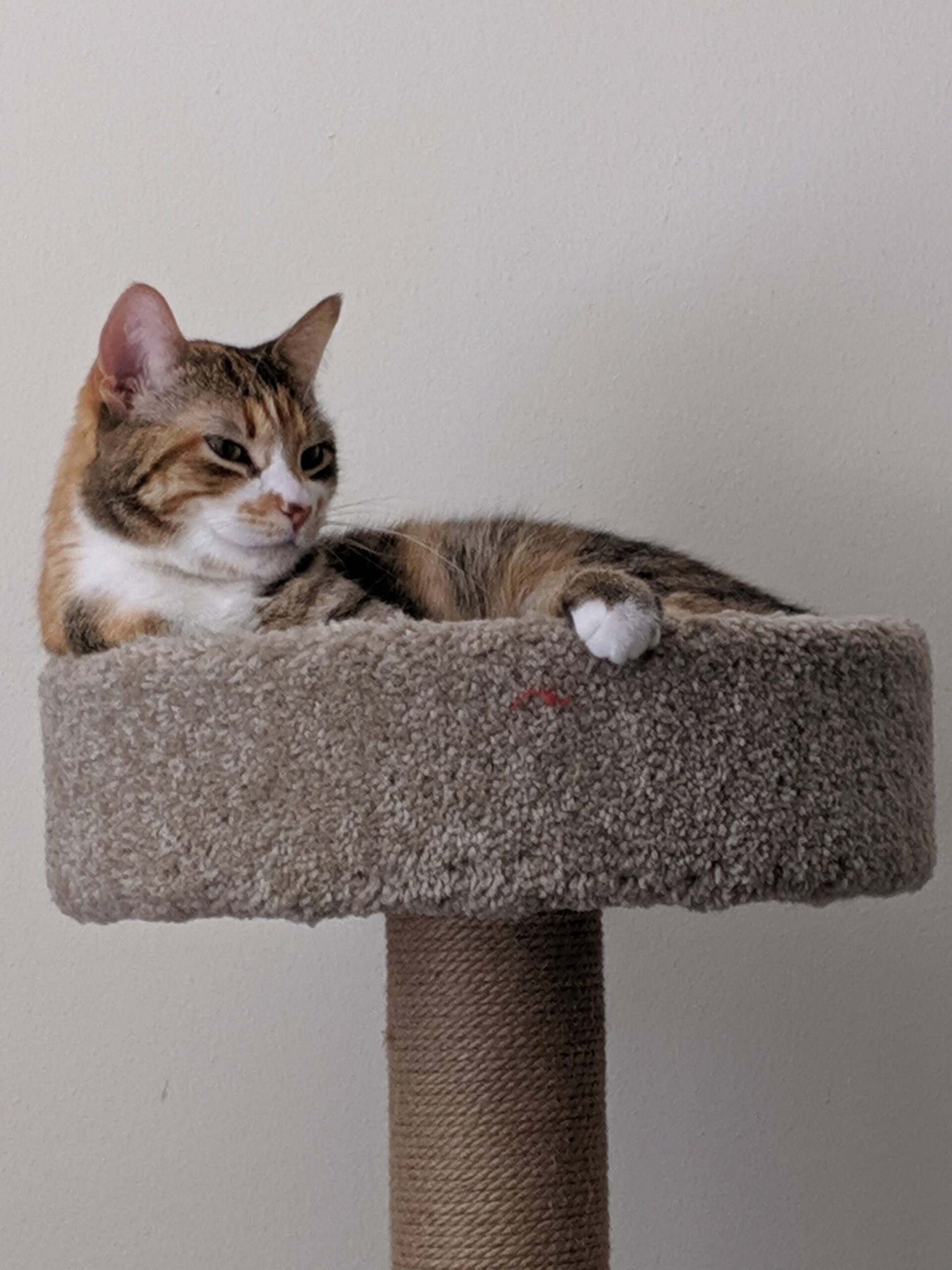 American Shorthair