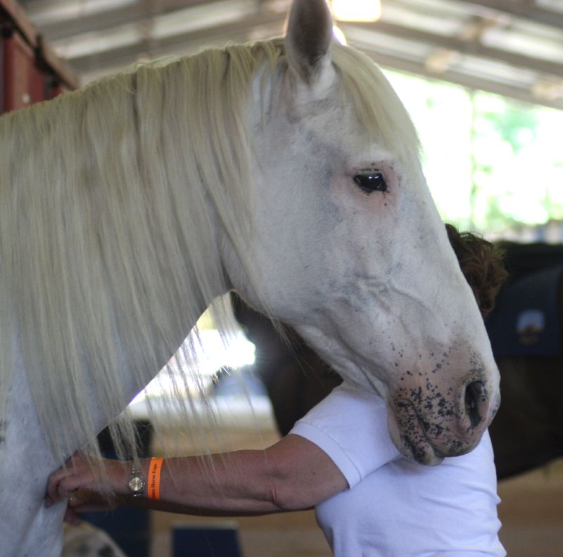 Andalusian