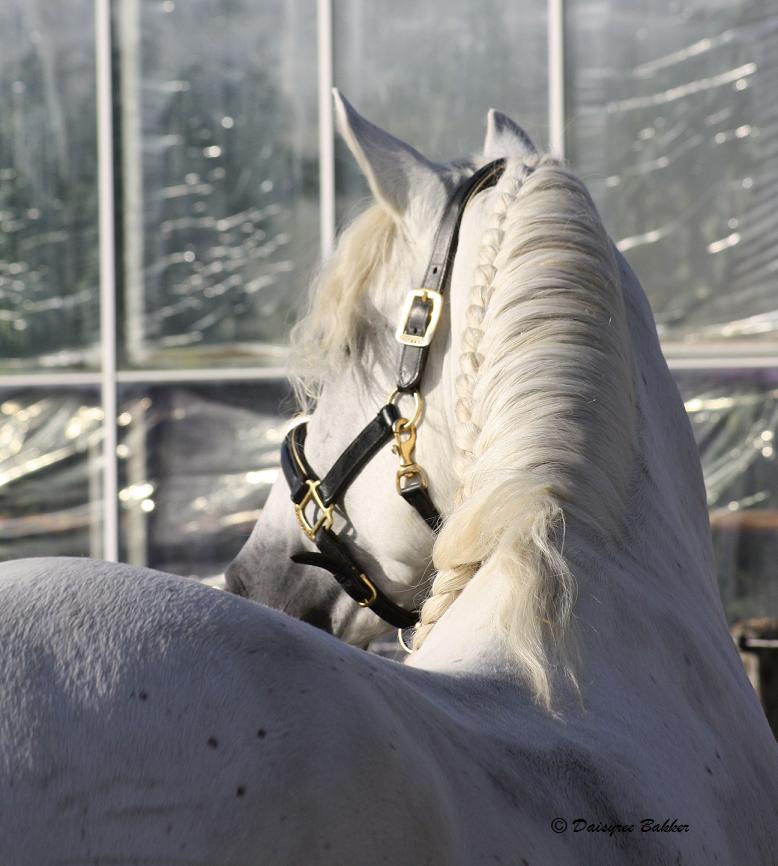 Andalusian