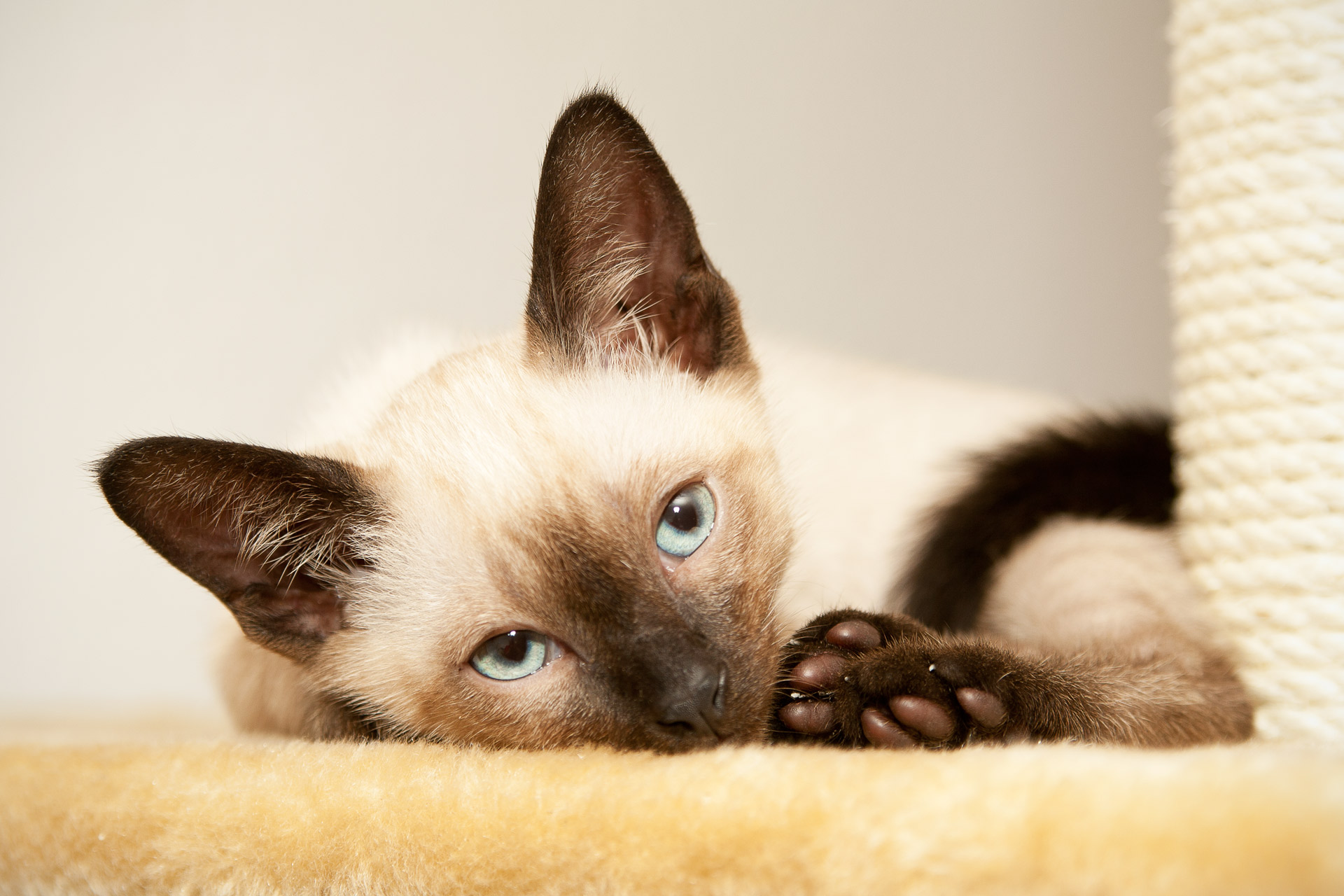 Siamese