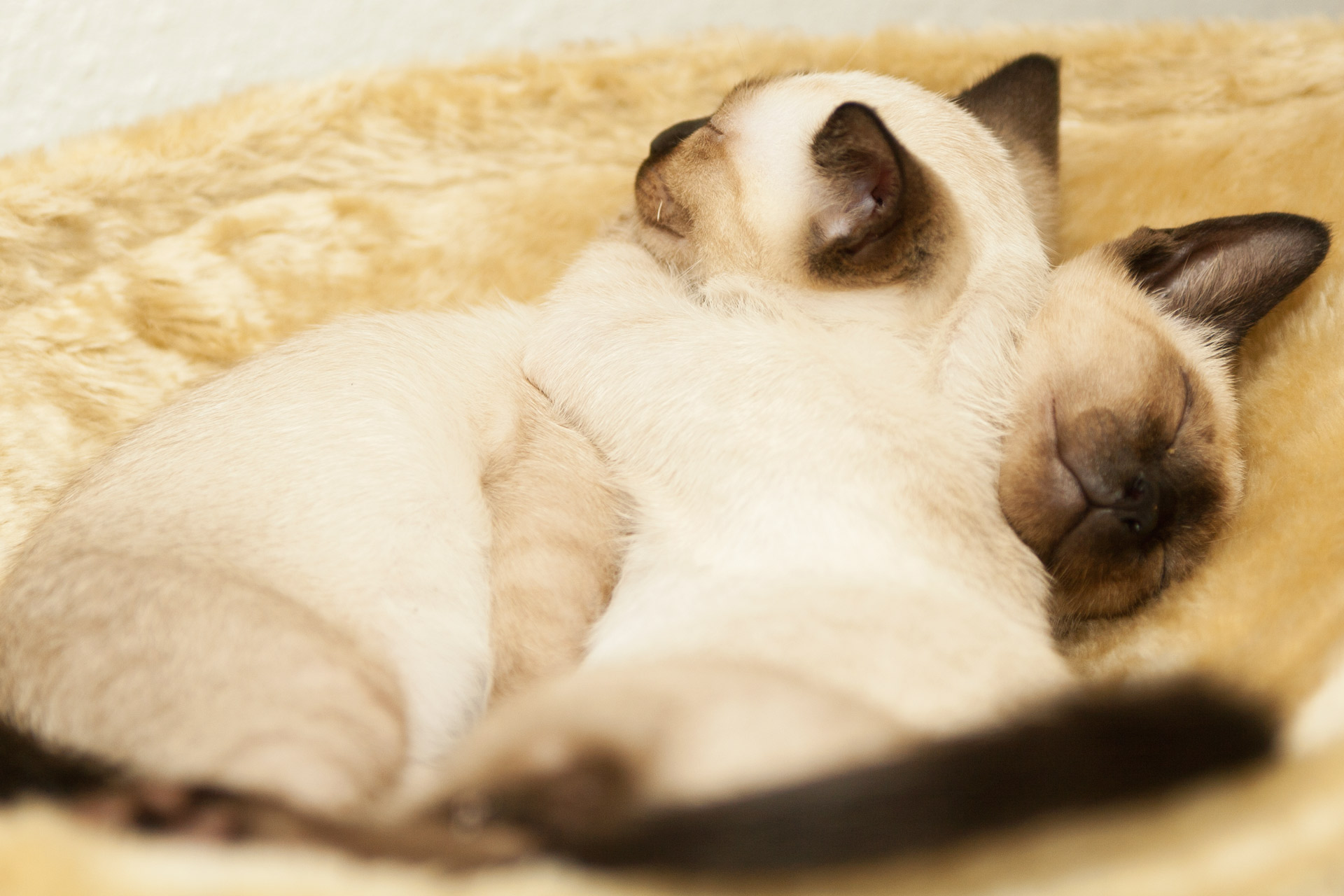 Siamese