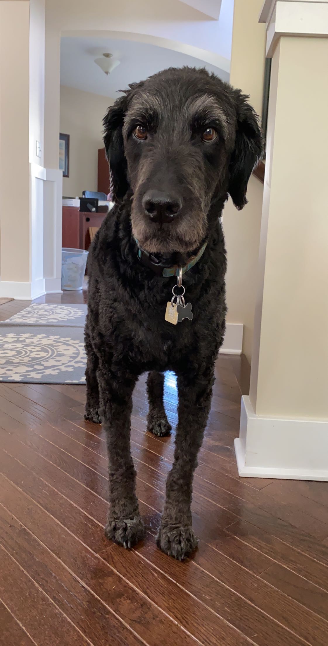 Goldendoodle