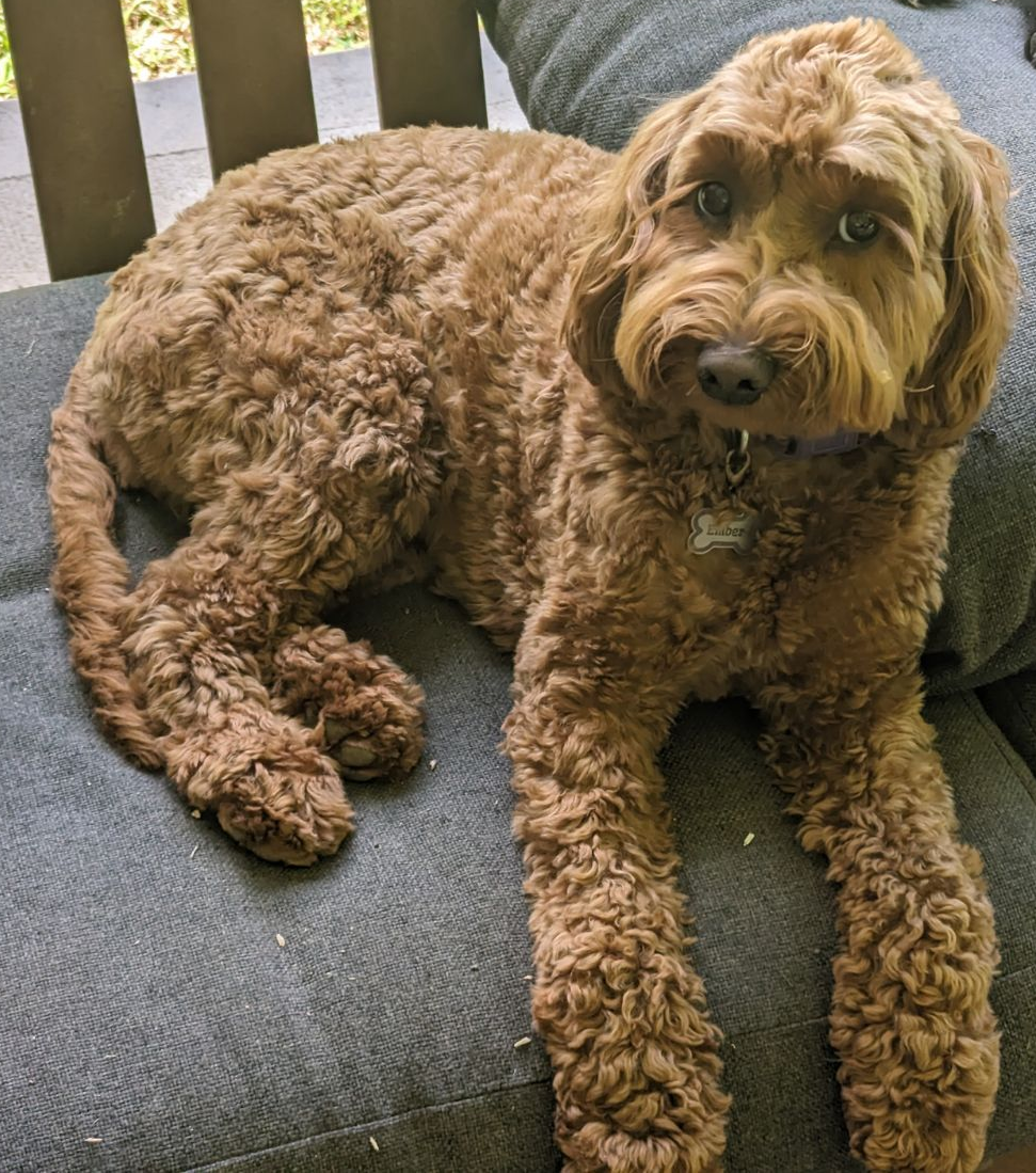 Goldendoodle