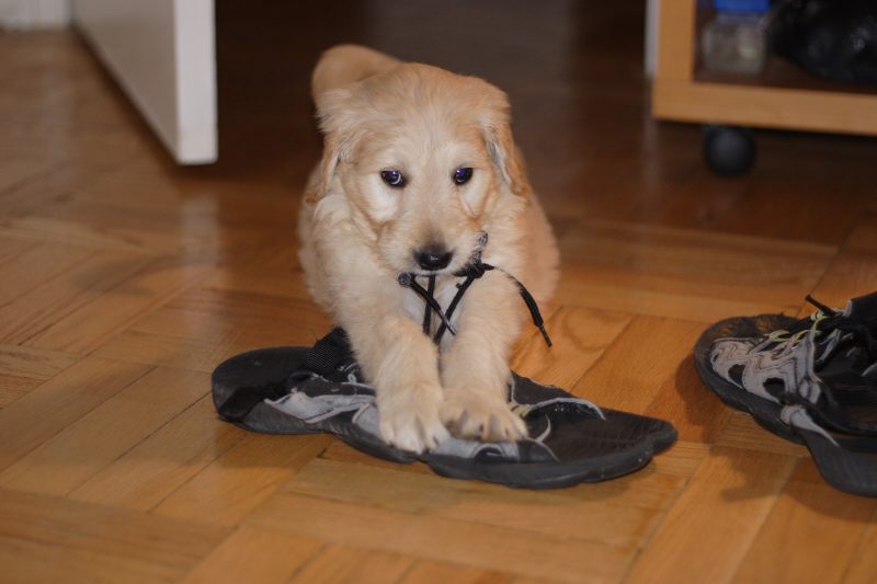Goldendoodle