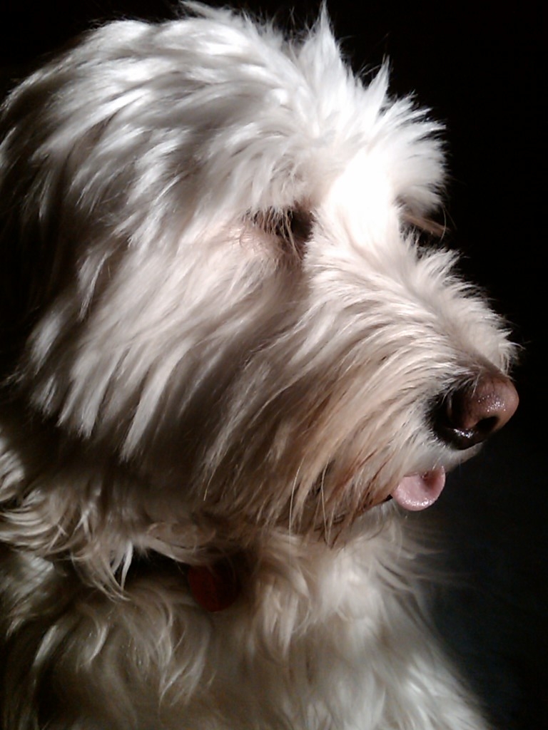 Goldendoodle