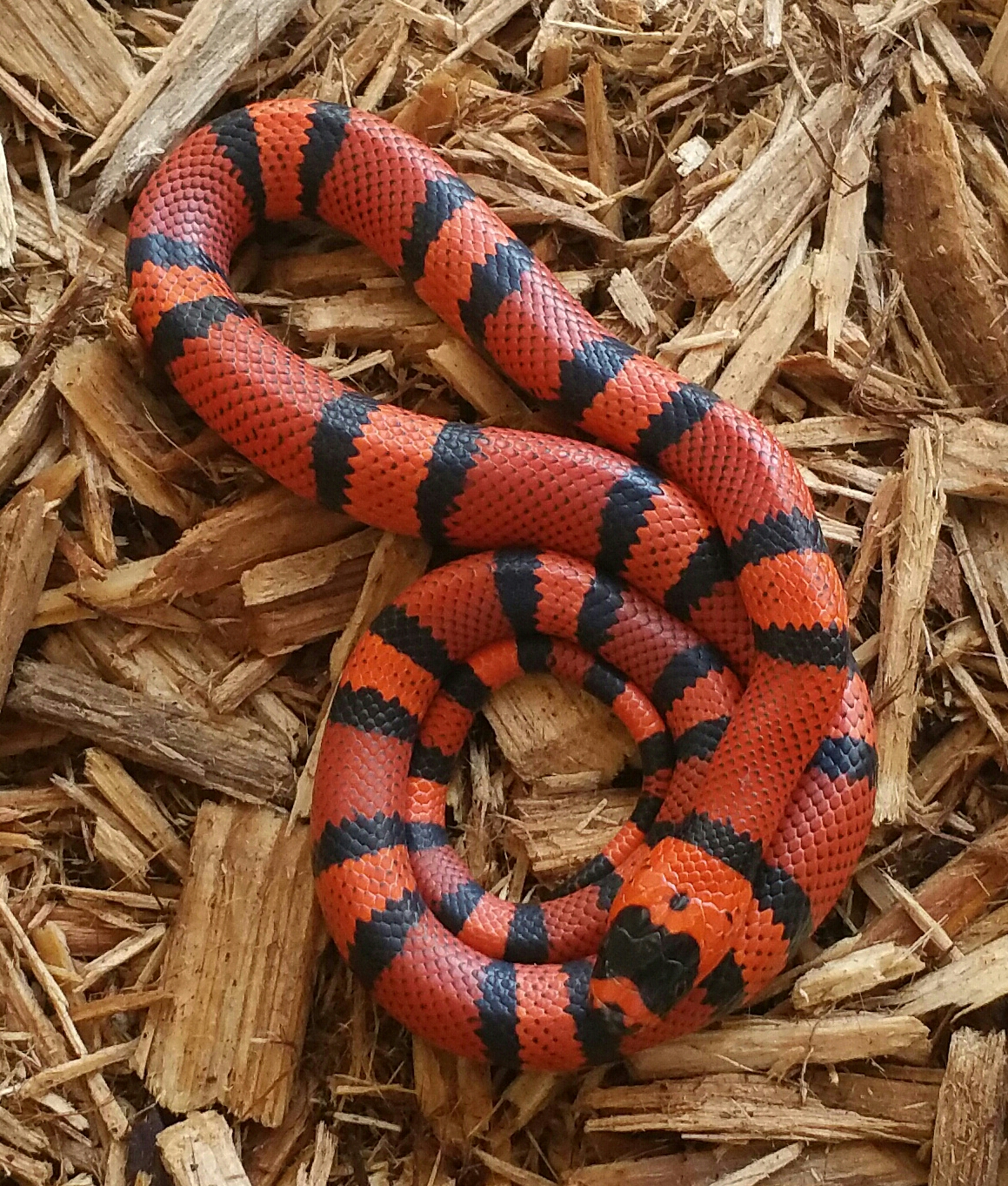 Honduran Milk Snake