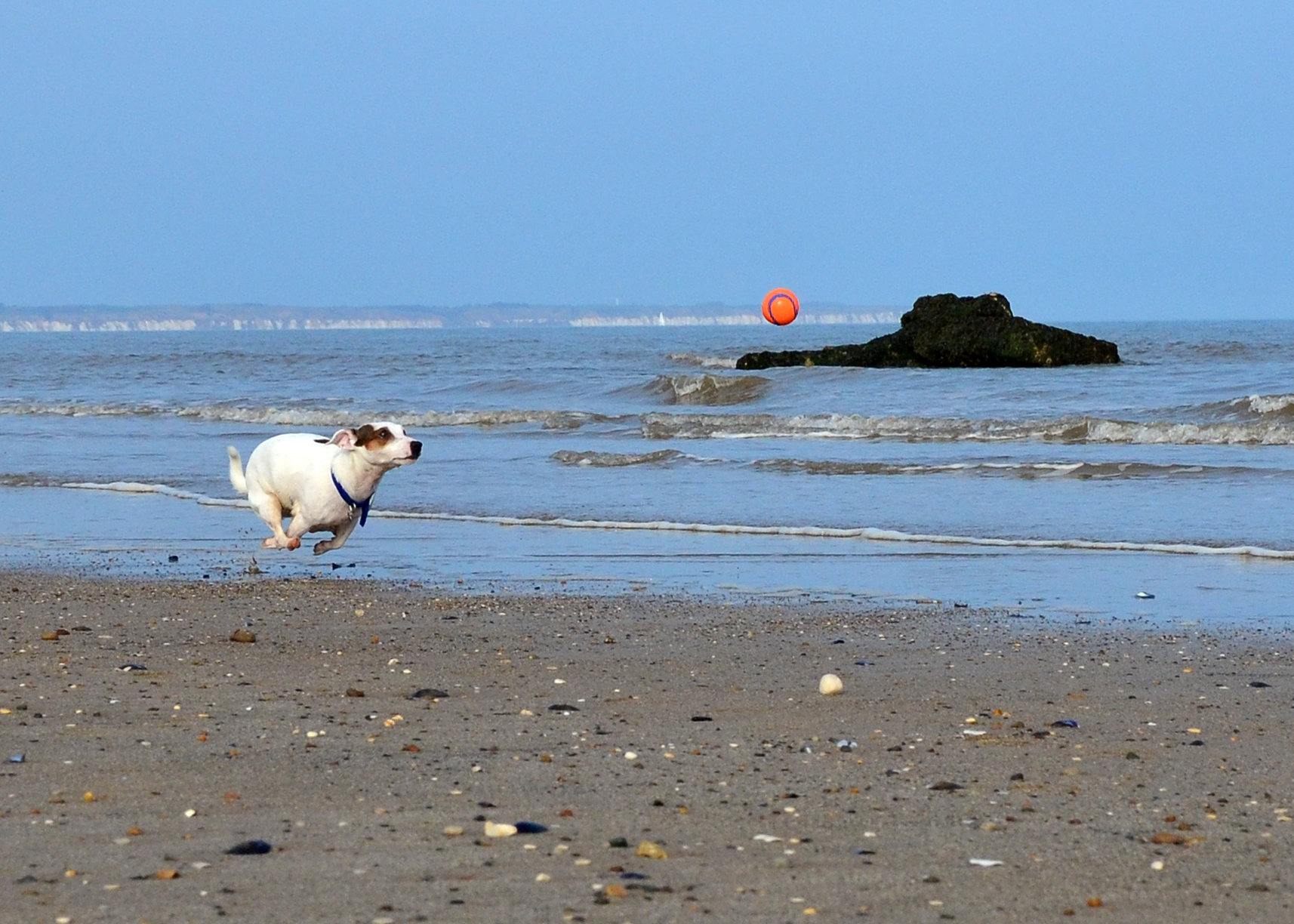Jack Russell Terrier
