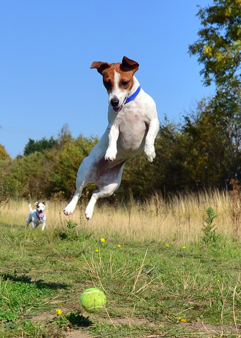 Jack Russell Terrier