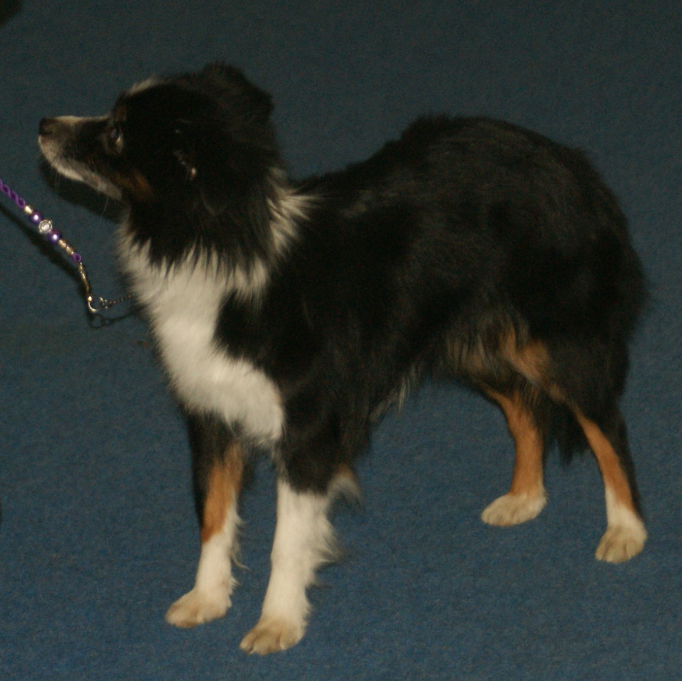 Miniature Australian Shepherd