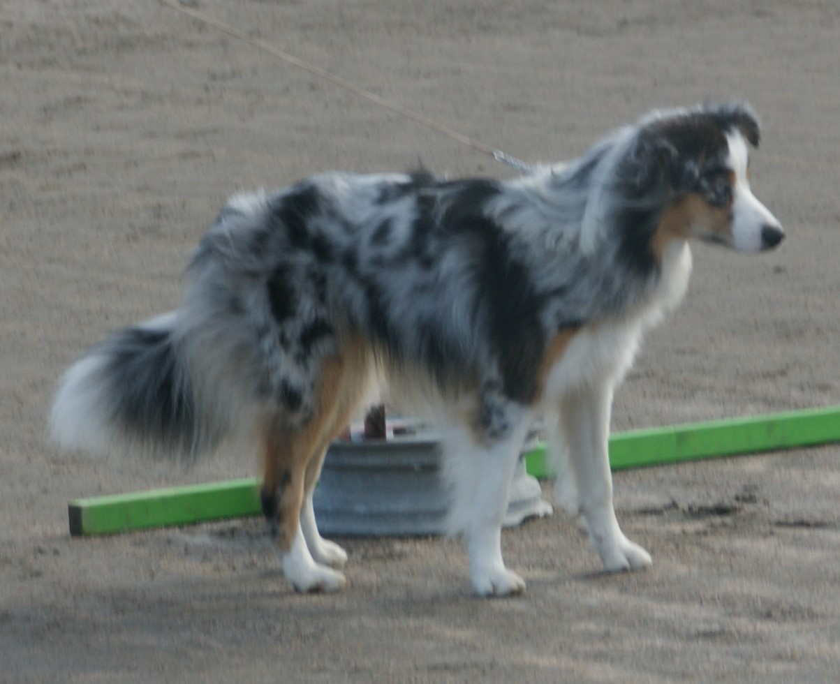 Miniature Australian Shepherd