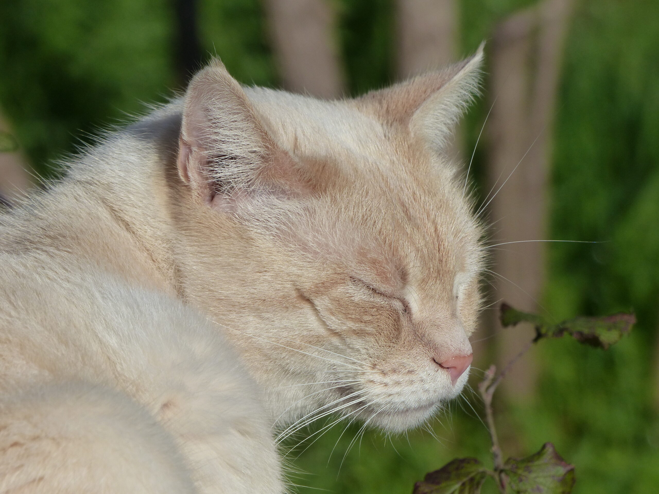 Siamese